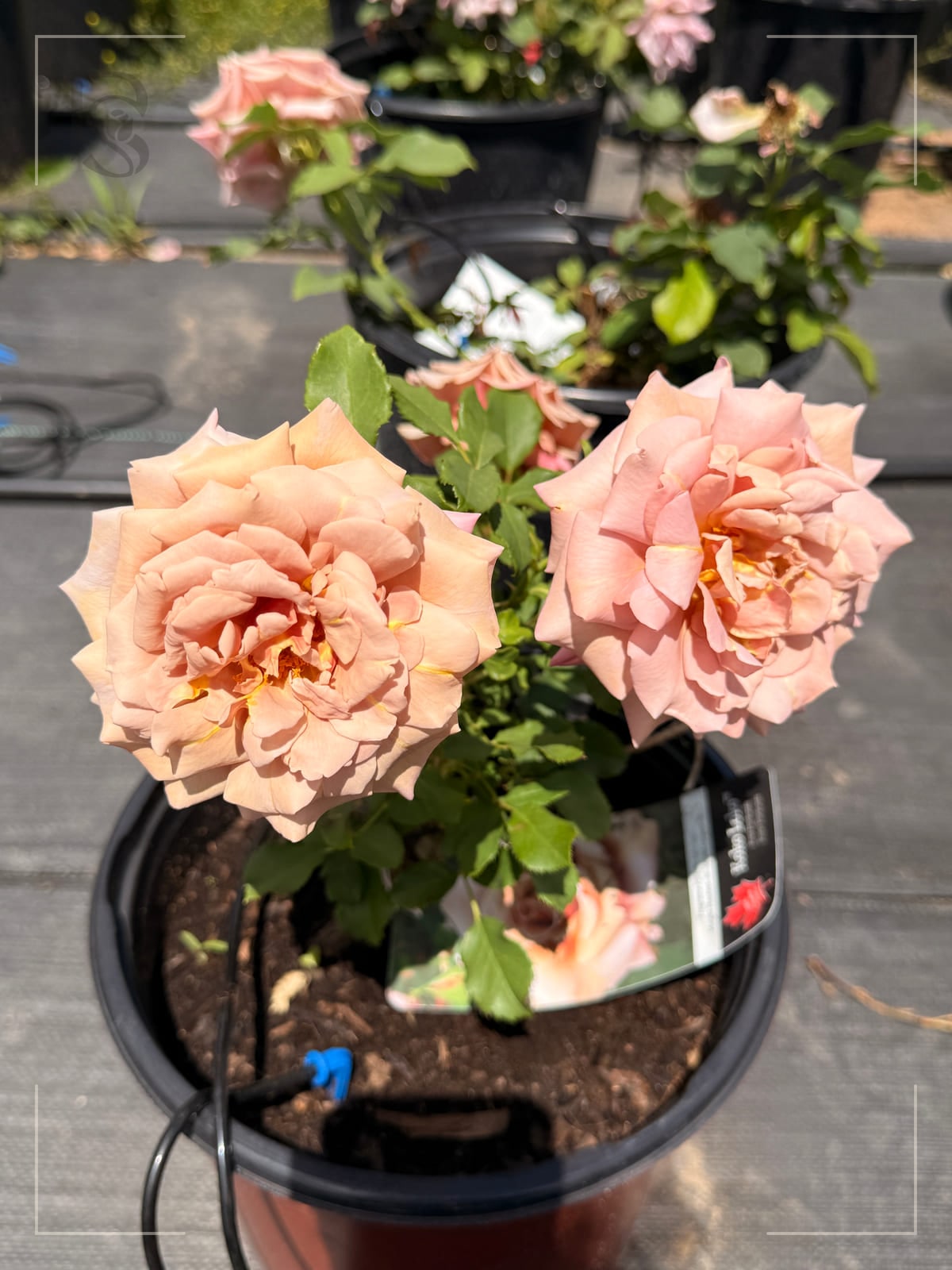 Koko Loko rose plant from Rosestyle