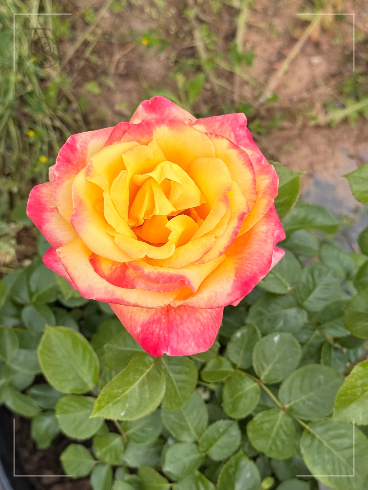 Love & Peace rose plant from Rosestyle