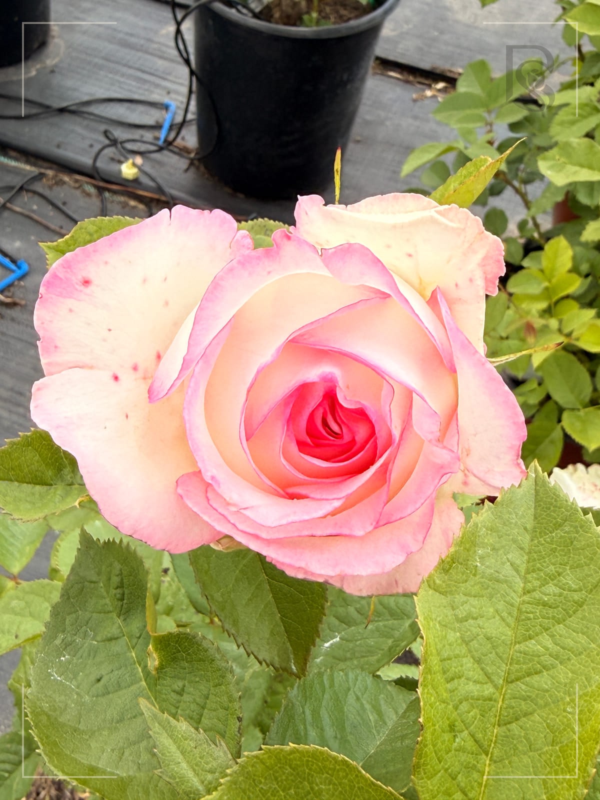 Moonstone rose plant from Rosestyle
