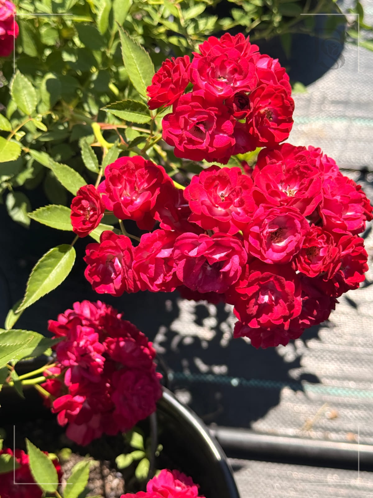 Perennial Domino rose plant from Rosestyle