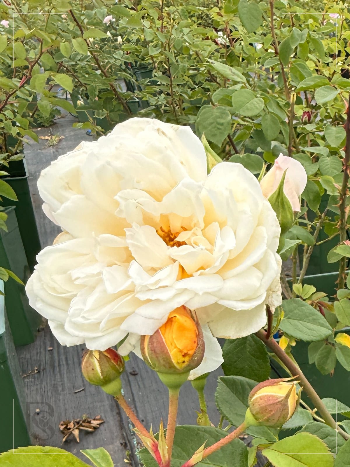 The Generous Gardener rose