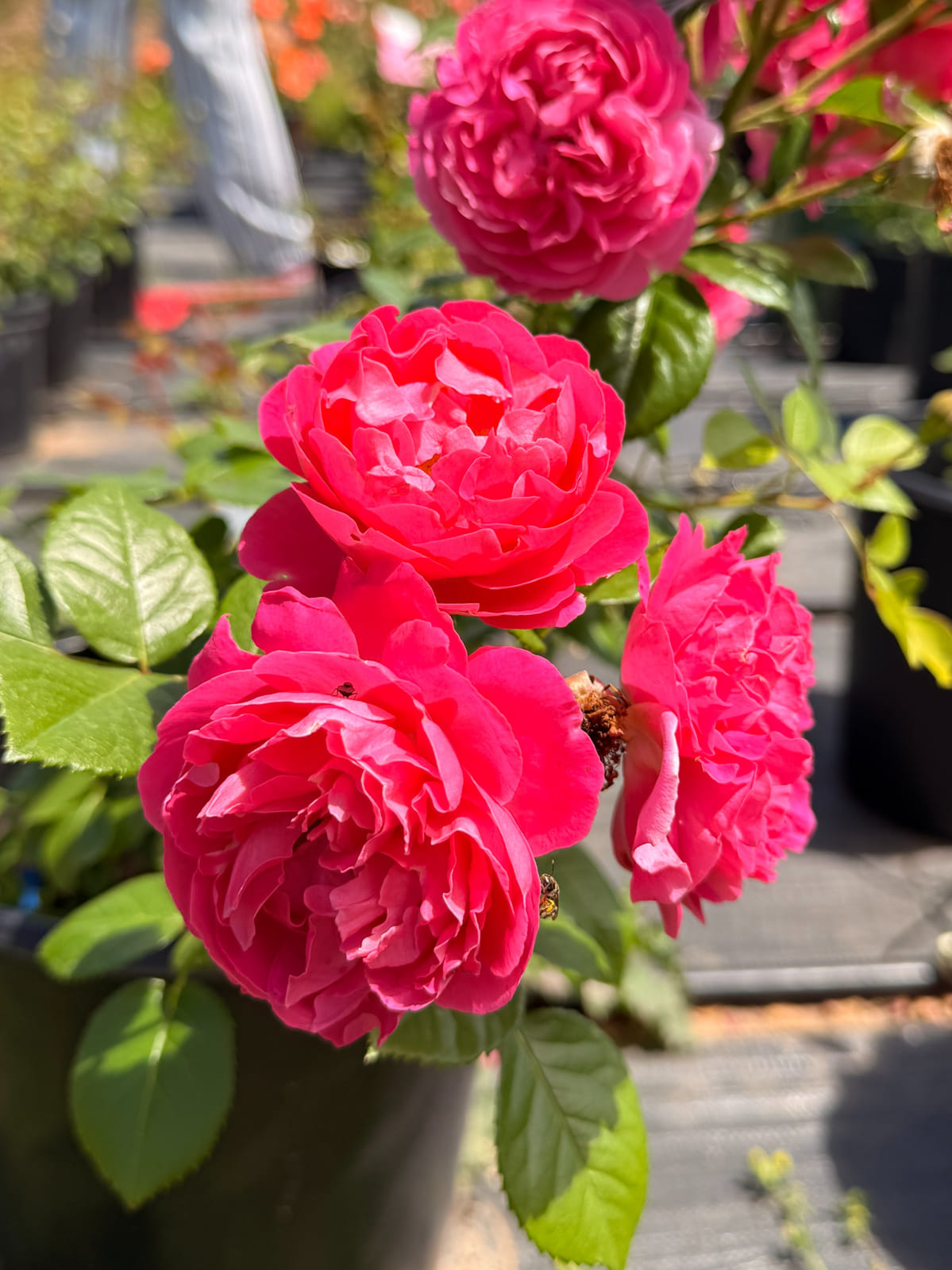 亚伯拉罕 达比 Rosestyle 鲜活玫瑰植株