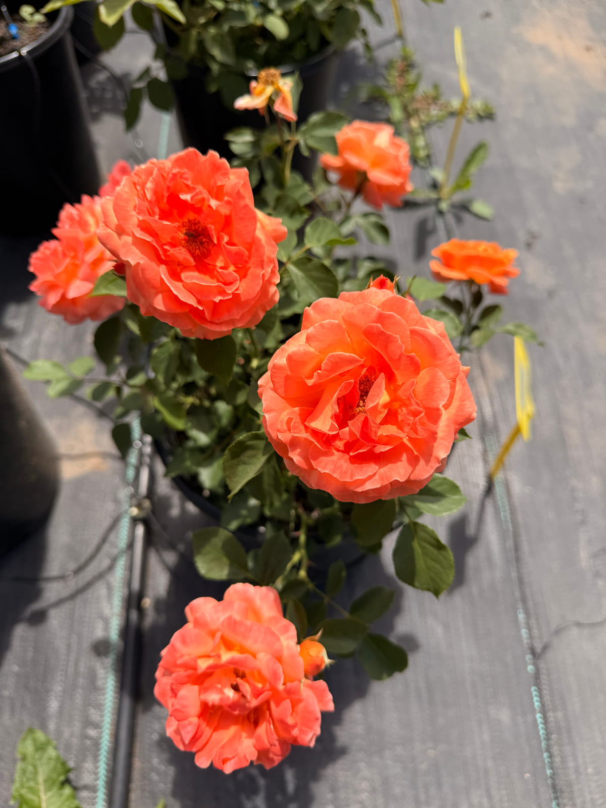 Rose Plants Nursery for Oakville & West GTA Gardens | Rosestyle