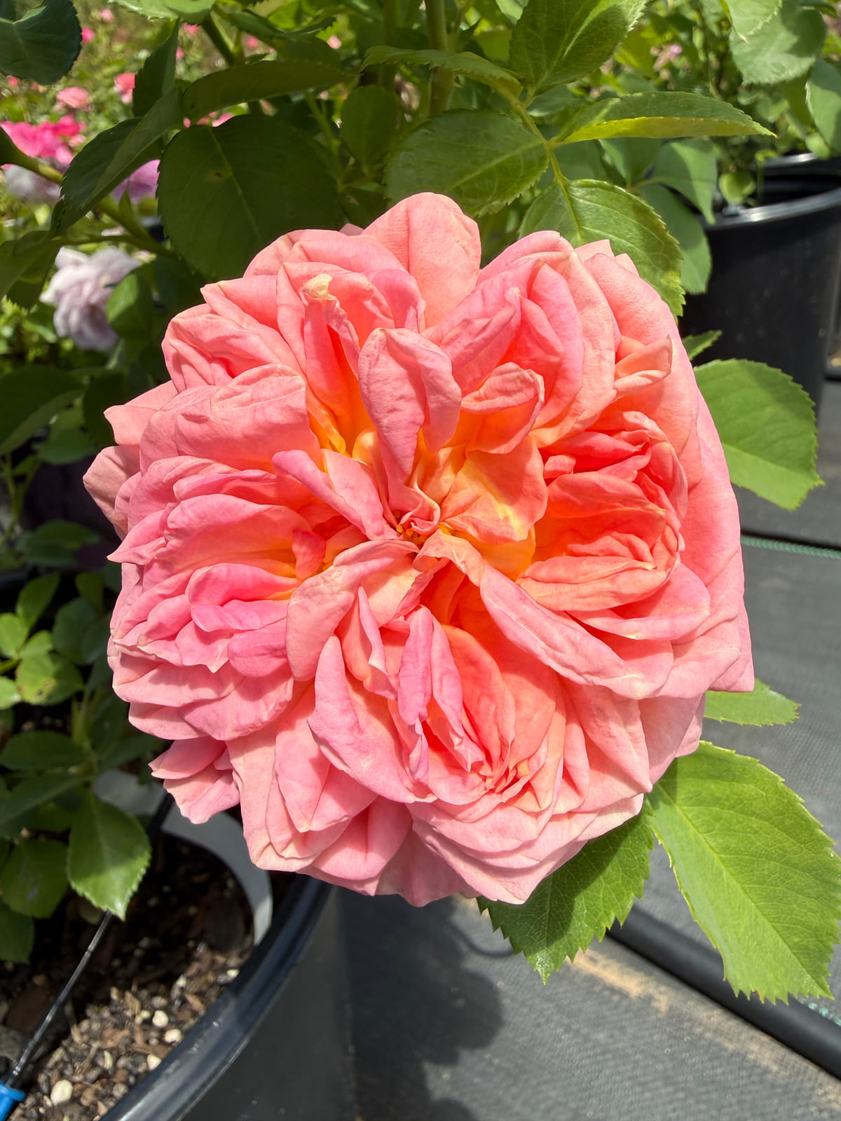 Alchymist rose plant from Rosestyle
