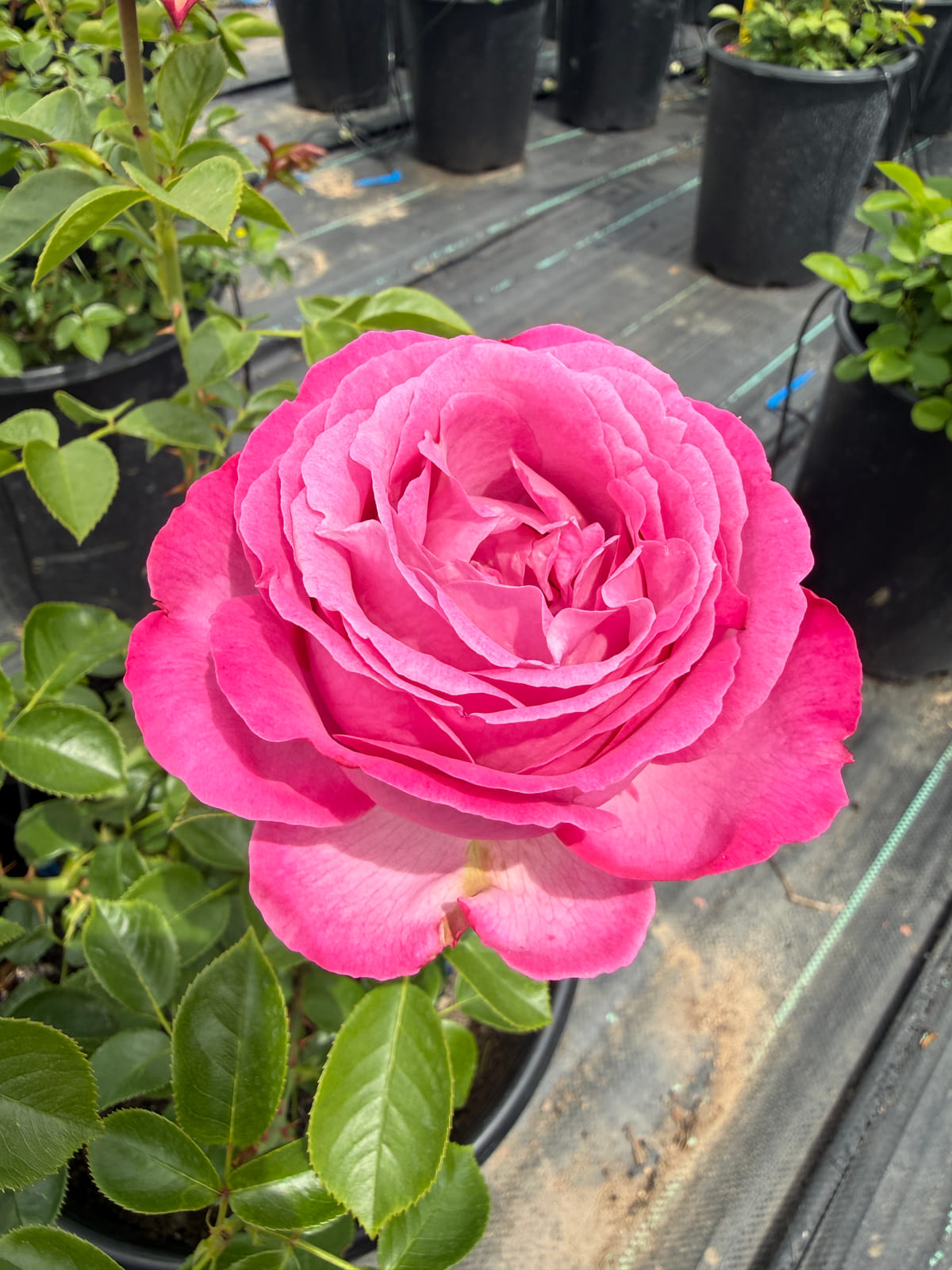 大卫·尼尔/雪域青莲 Rosestyle 鲜活玫瑰植株
