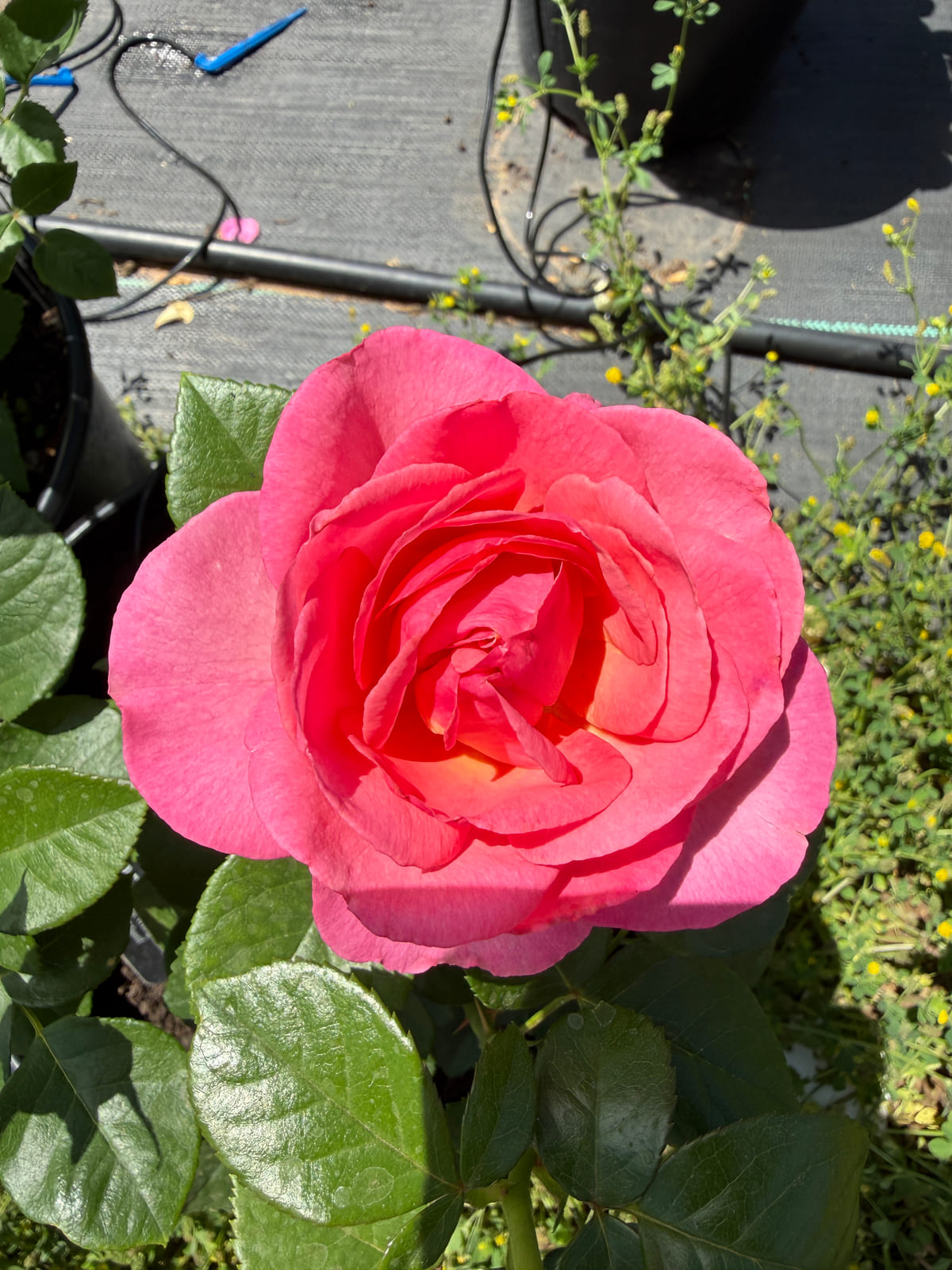 整装待发 Rosestyle 鲜活玫瑰植株