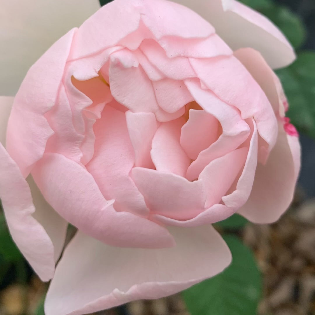 安布里奇 Rosestyle 鲜活玫瑰植株