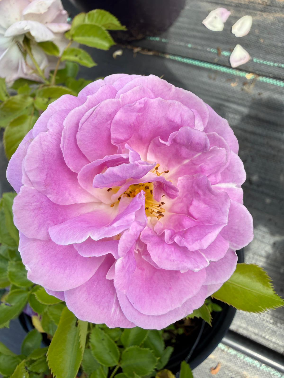 北极蓝 Rosestyle 鲜活玫瑰植株