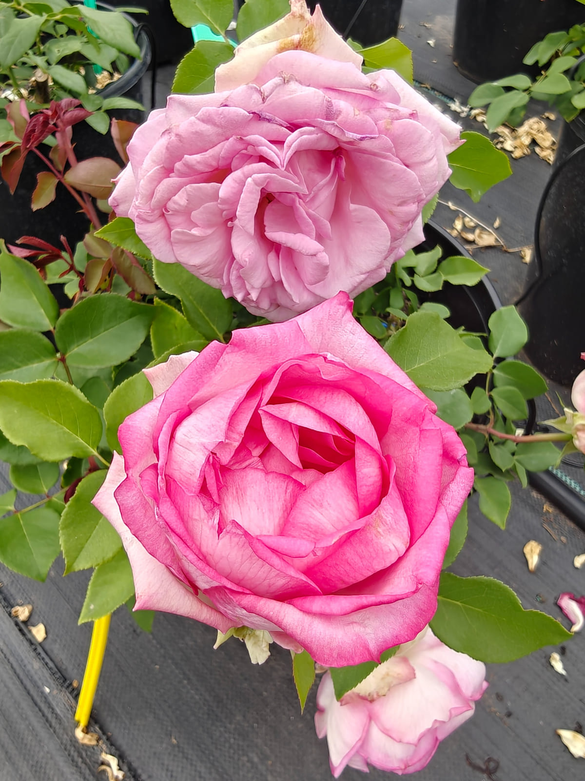 Beverly Eleganza rose plant from Rosestyle