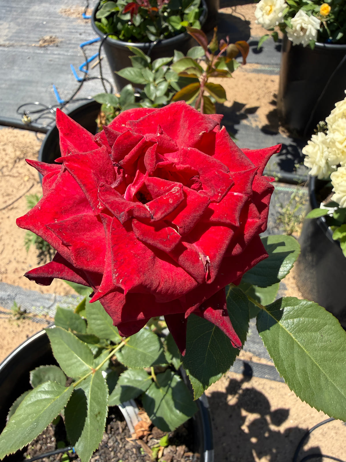 Black Baccara rose plant from Rosestyle
