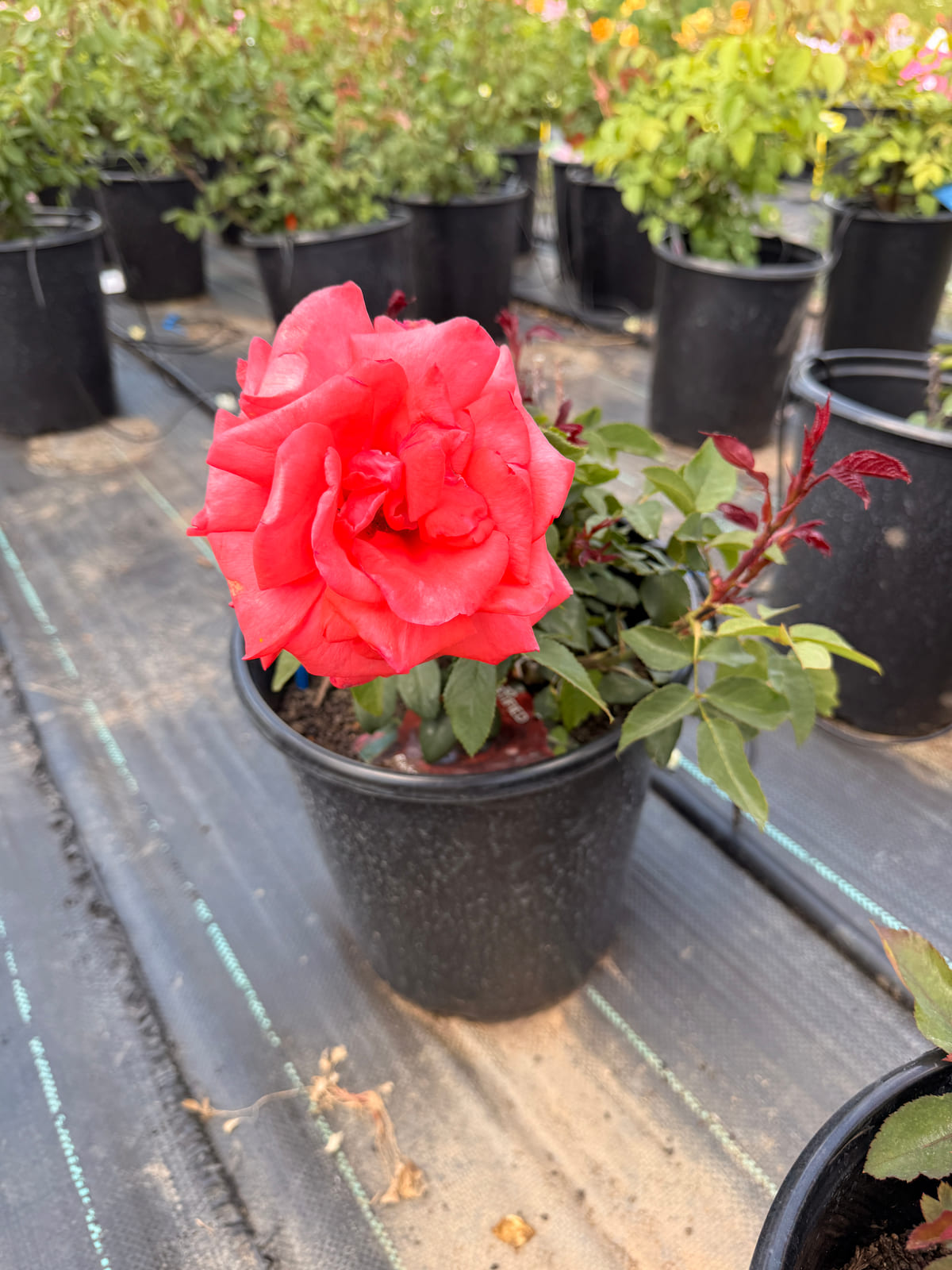 Black Magic rose plant from Rosestyle
