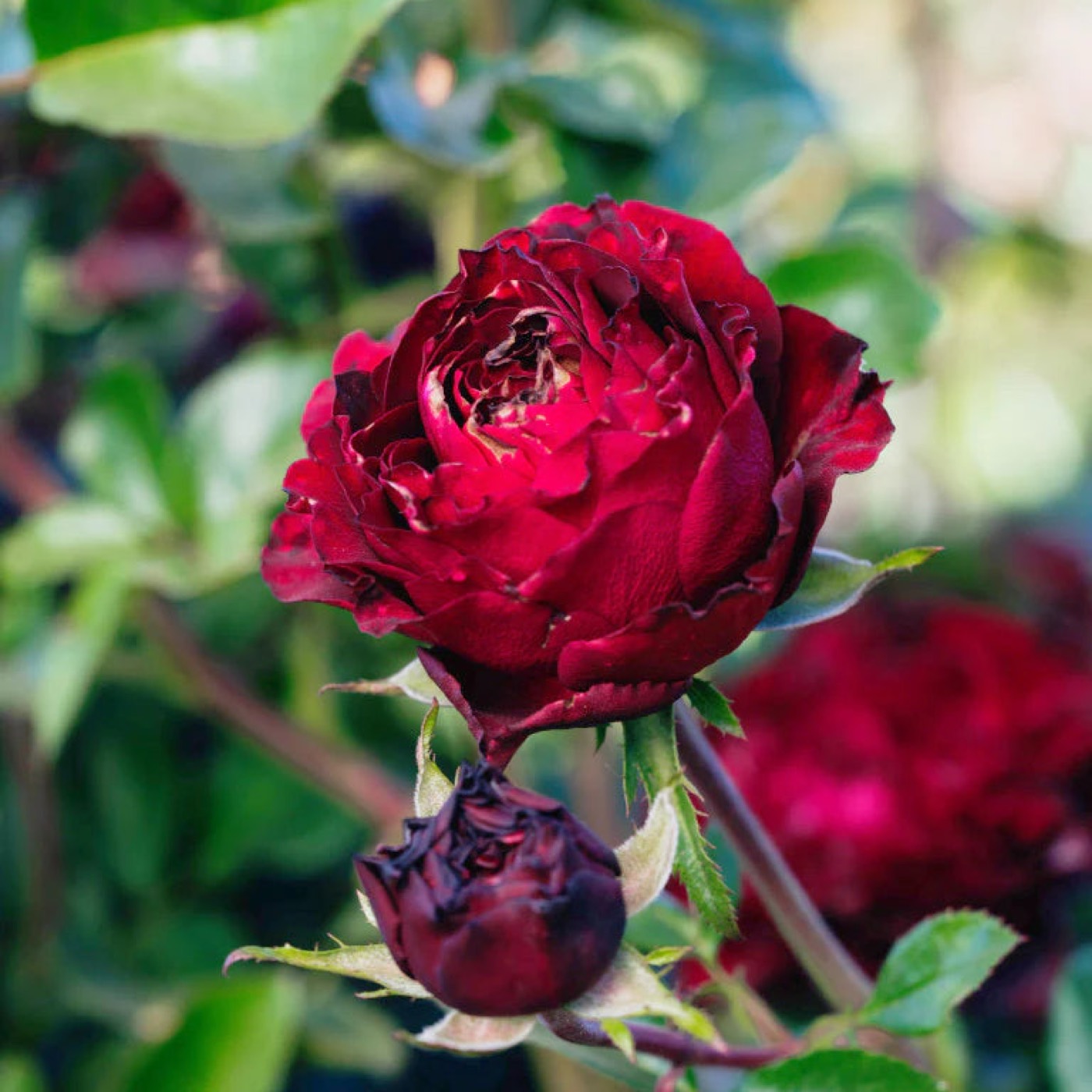 Black Velvet rose