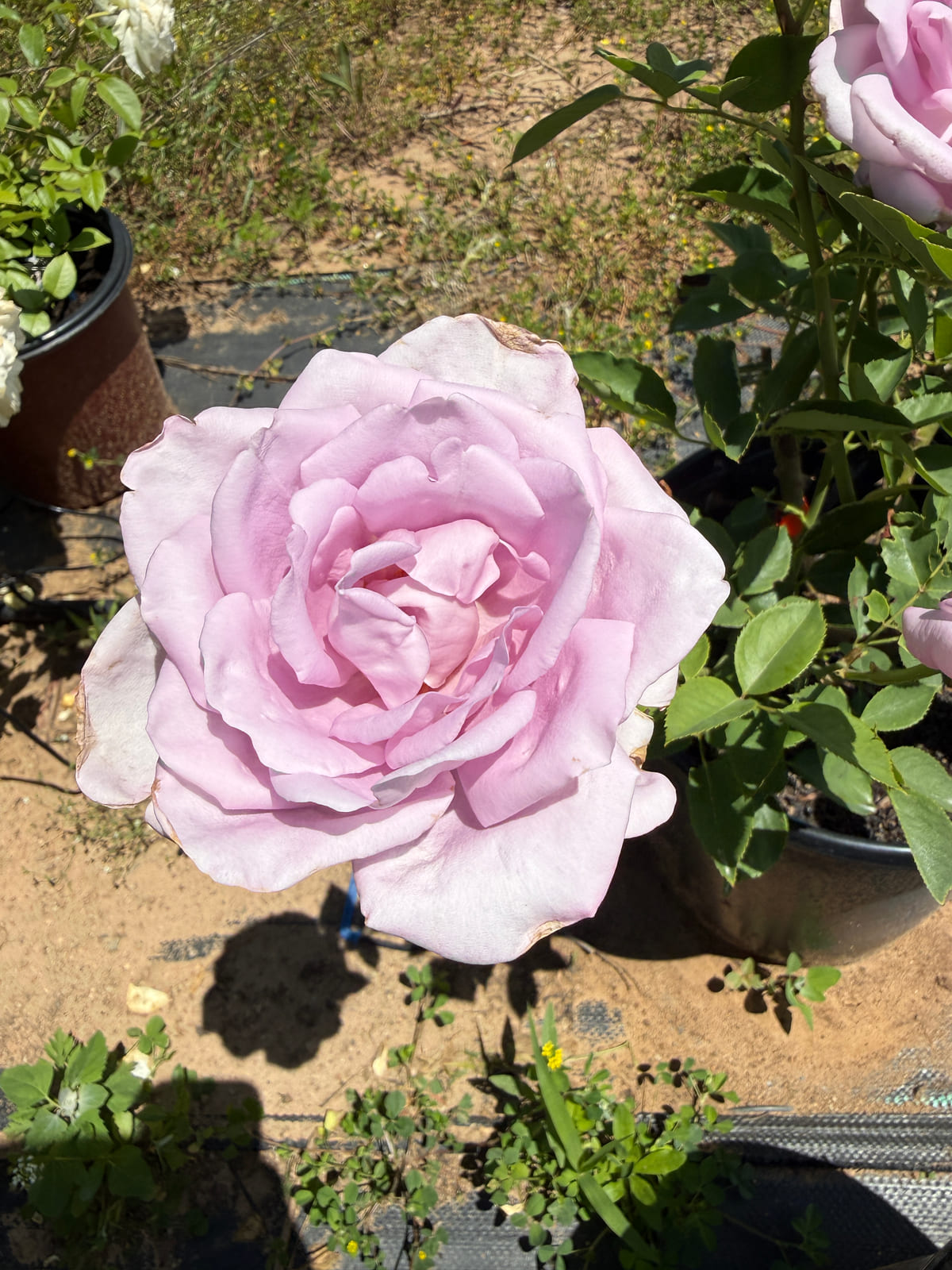 蓝女孩/青衣 Rosestyle 鲜活玫瑰植株