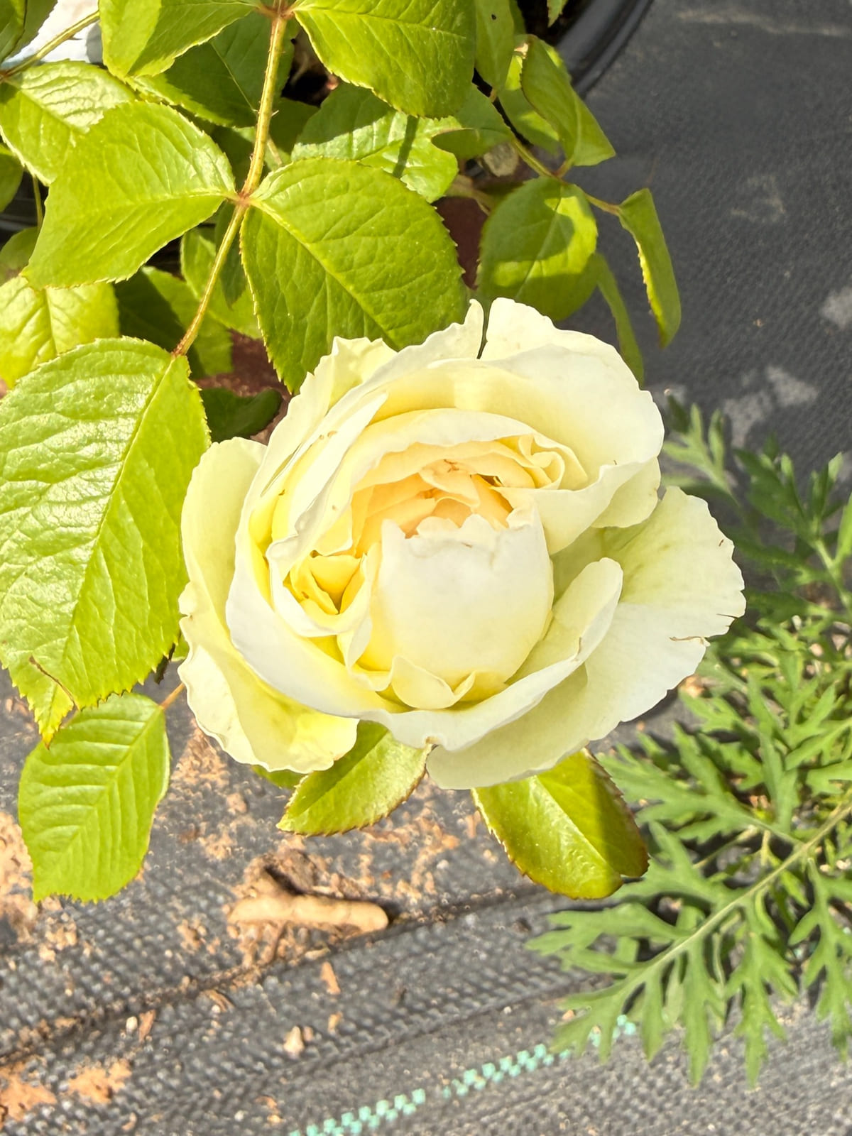 Bolero rose plant from Rosestyle