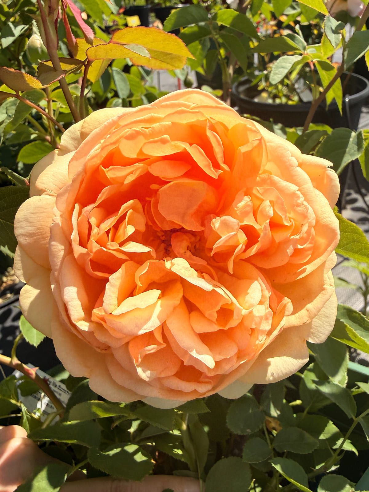 Bring me sunshine rose plant from Rosestyle