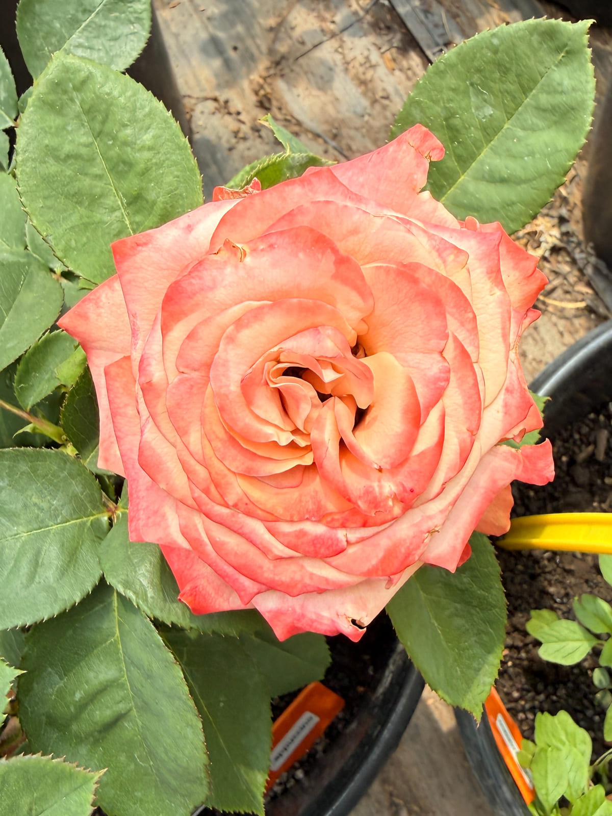 Cappuccino rose plant from Rosestyle