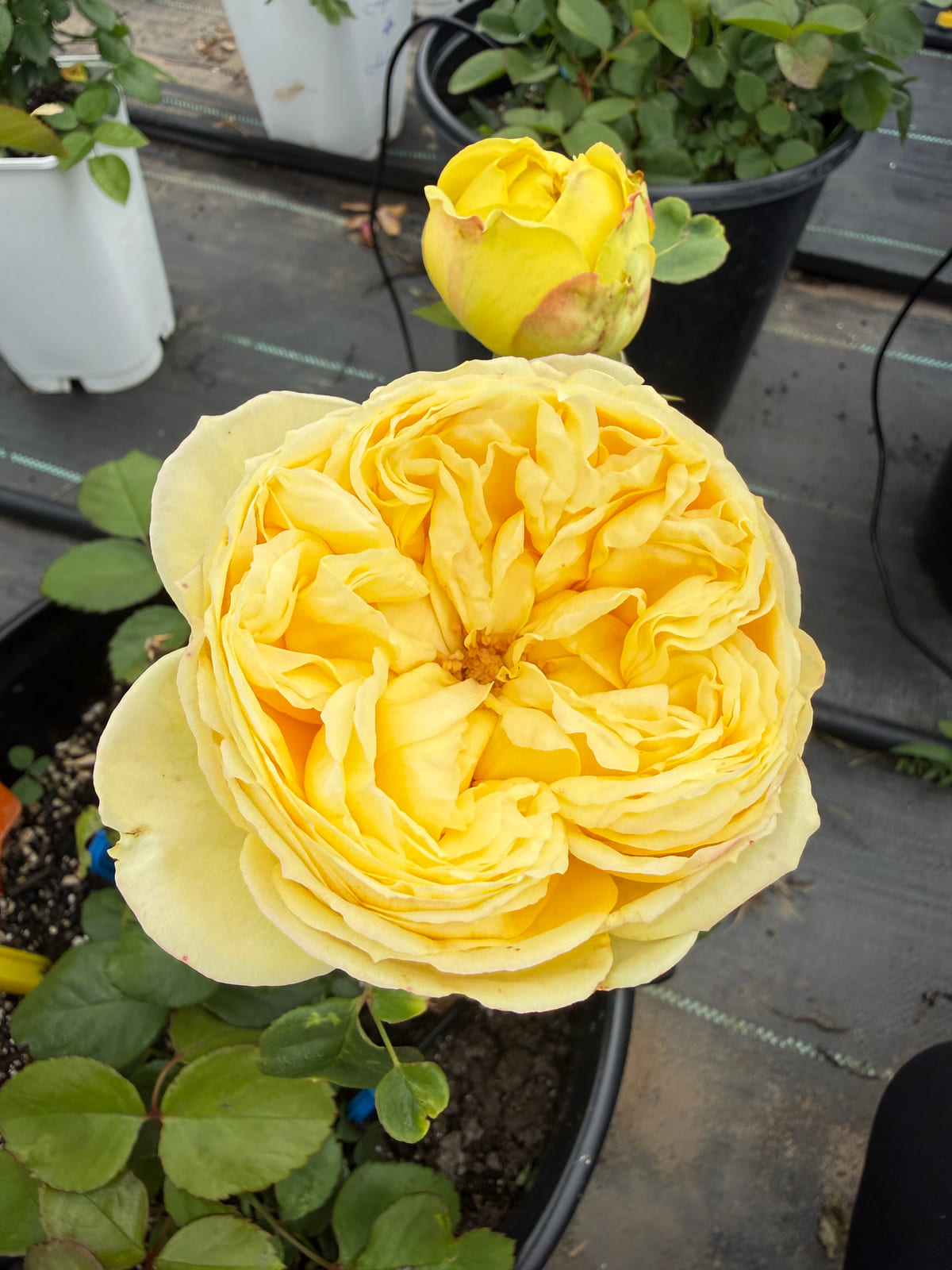 卡塔利娜 Rosestyle 鲜活玫瑰植株