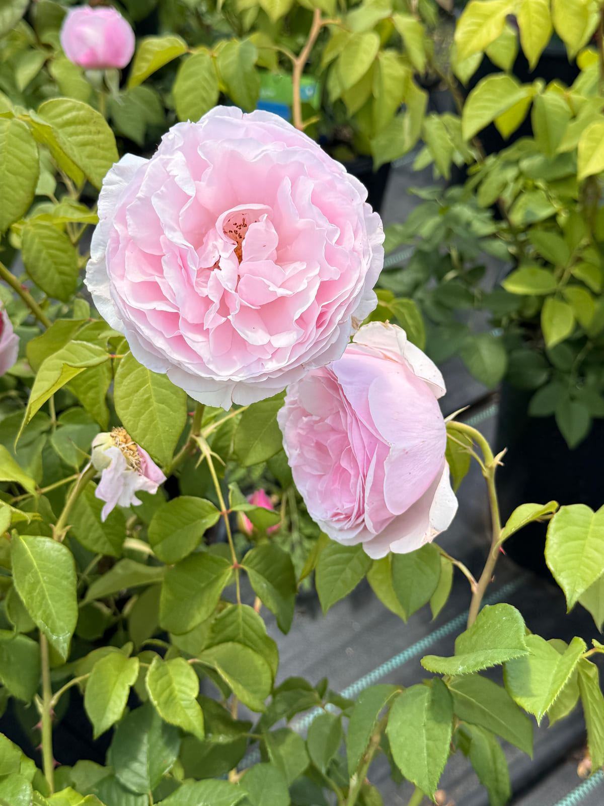 纽曼姐妹 Rosestyle 鲜活玫瑰植株