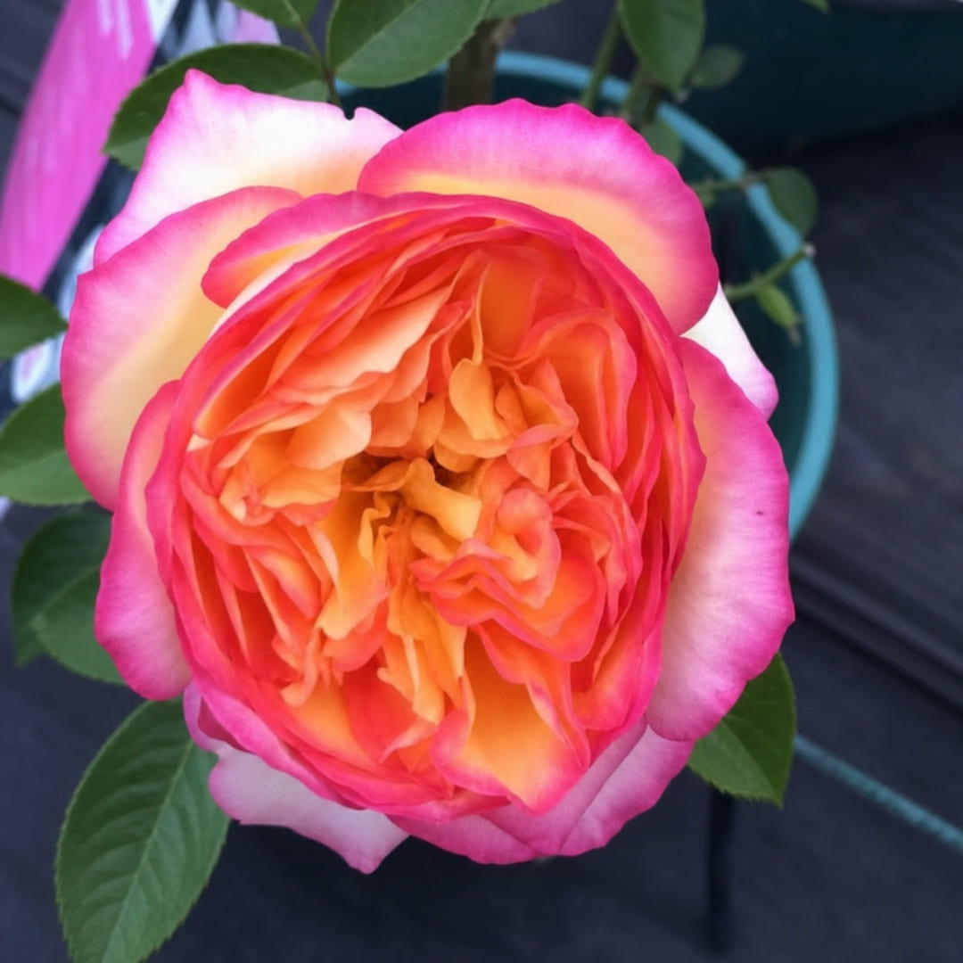 Centennial Star rose plant from Rosestyle