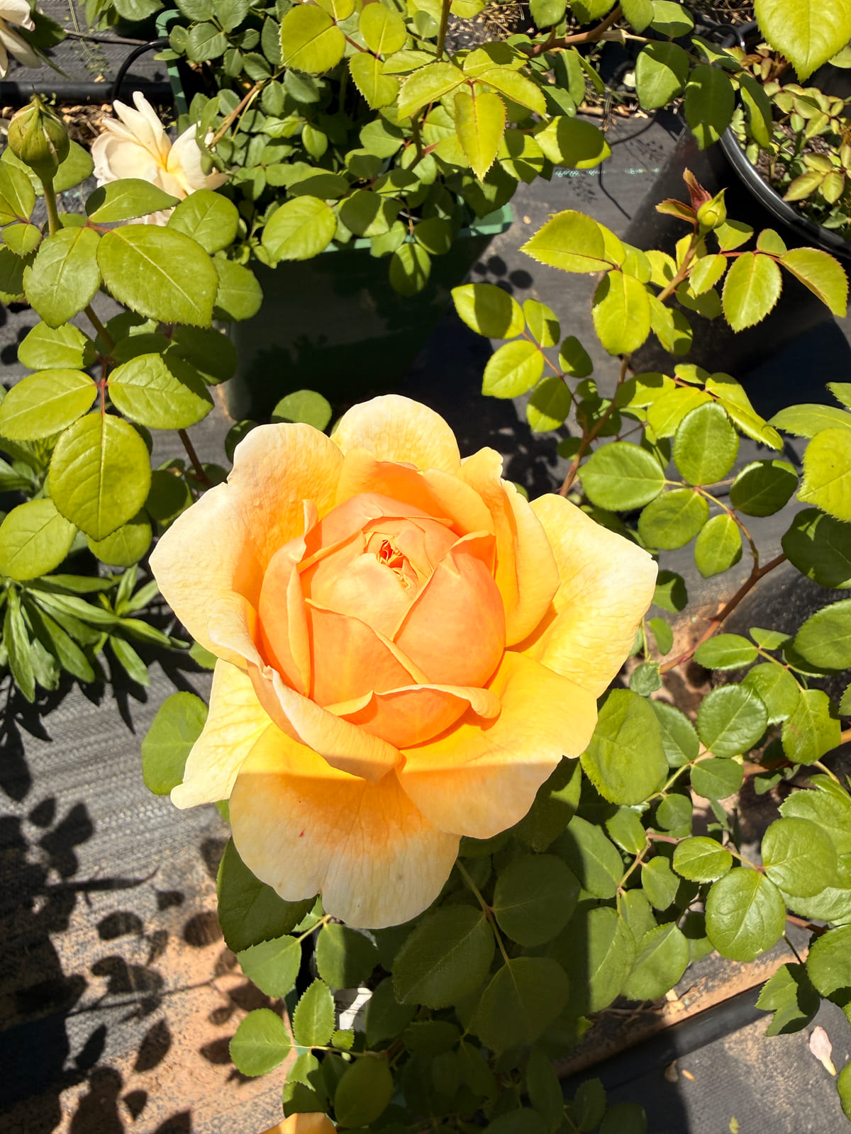 Charles Darwin rose plant from Rosestyle