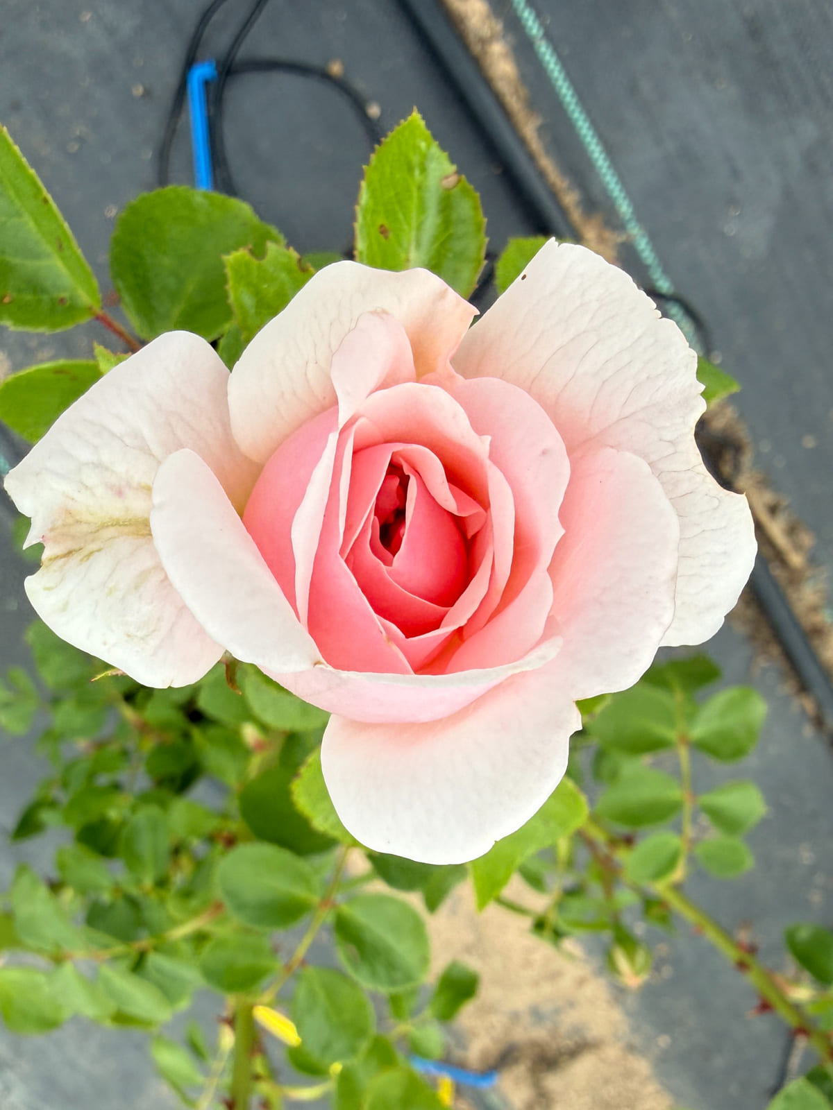 灰姑娘 Rosestyle 鲜活玫瑰植株