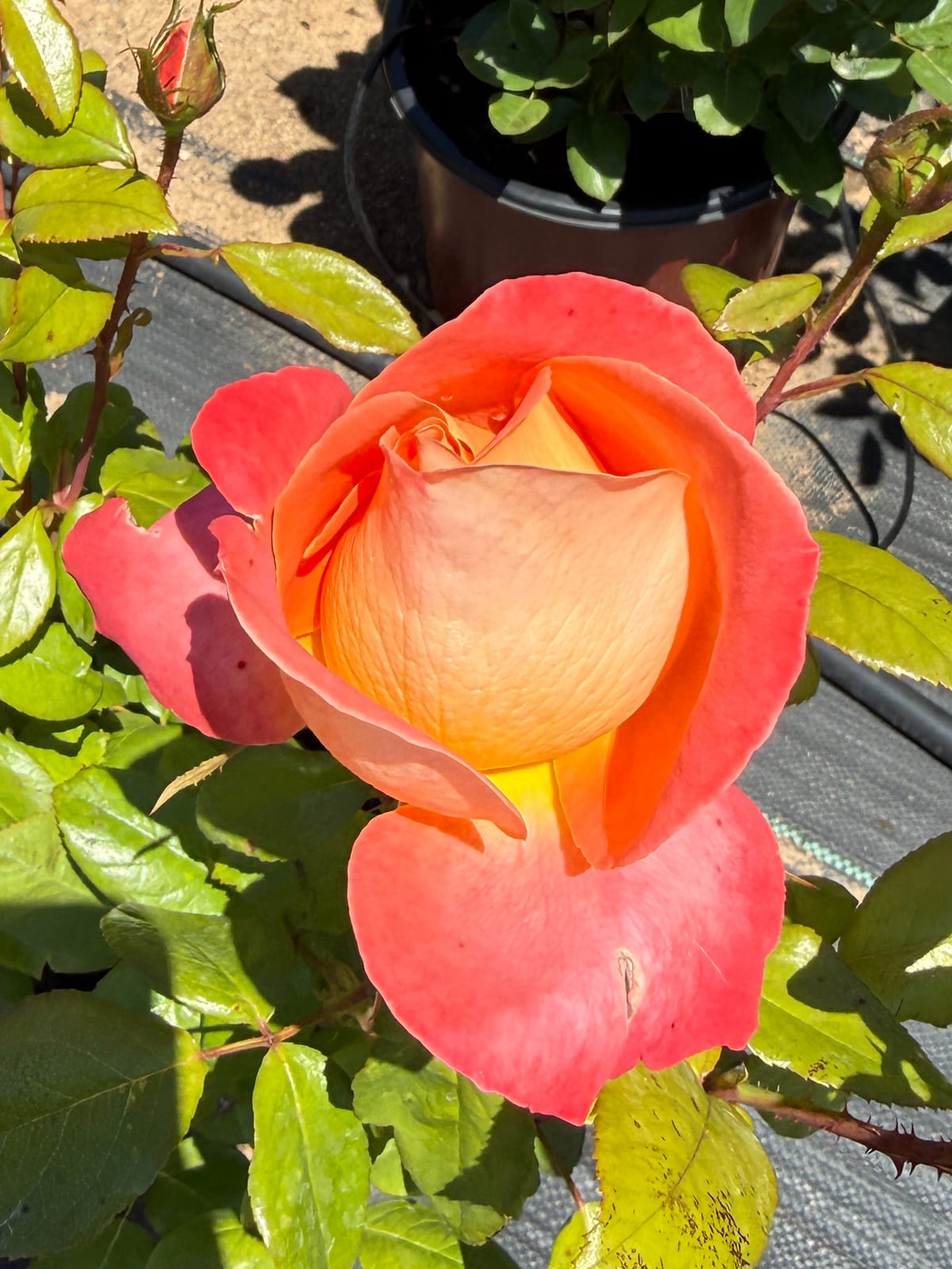 威兰市 Rosestyle 鲜活玫瑰植株