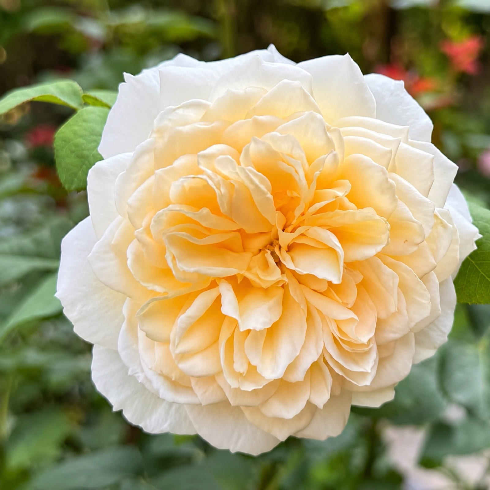 Crocus rose plant from Rosestyle