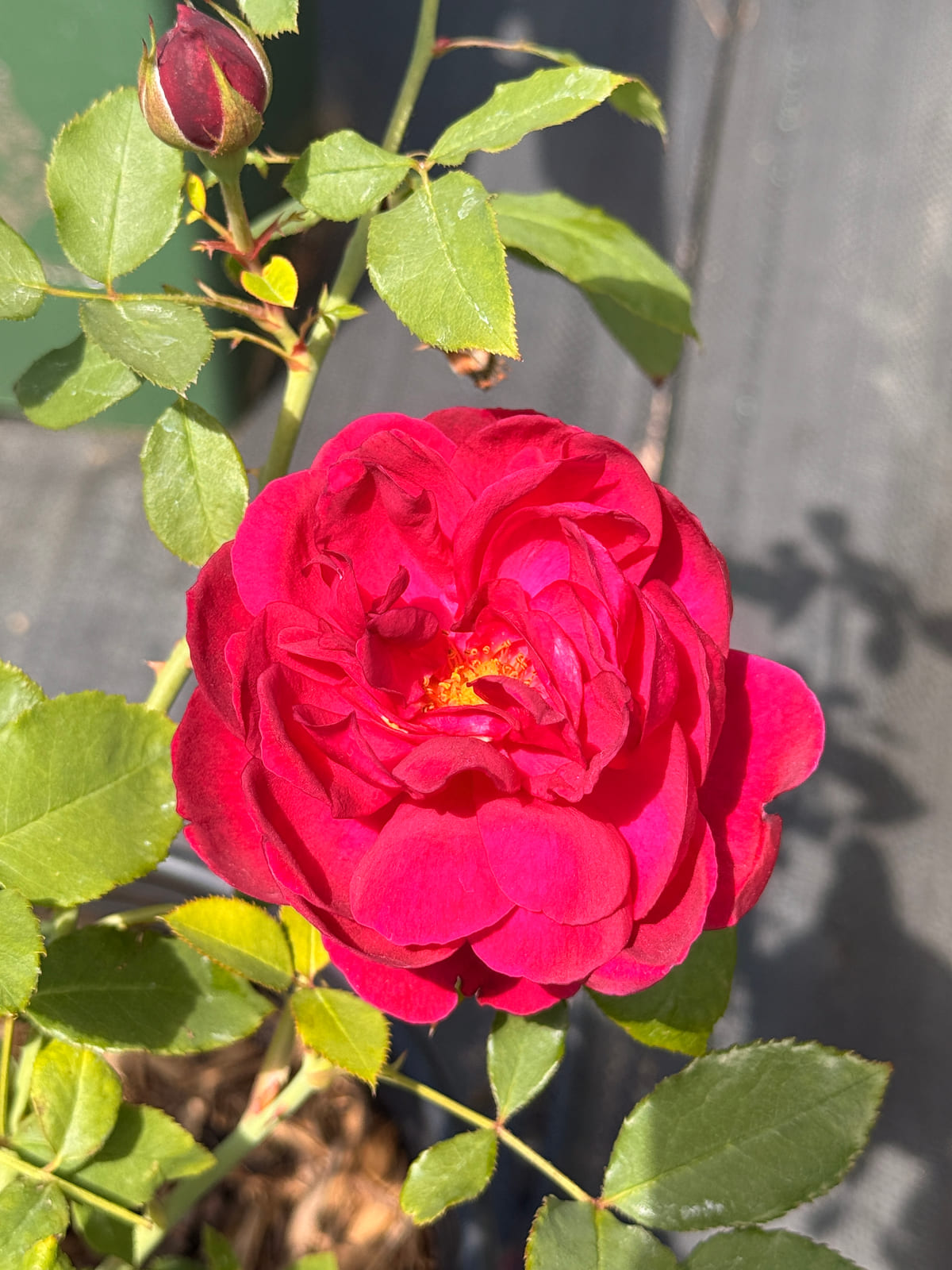 Darcey Bussell rose plant from Rosestyle