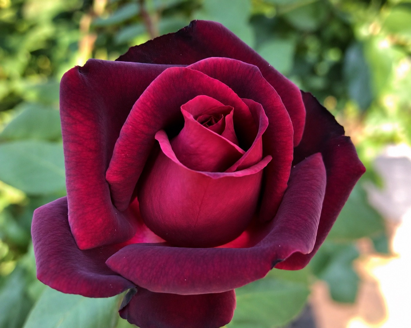 Dark Desire rose view 3