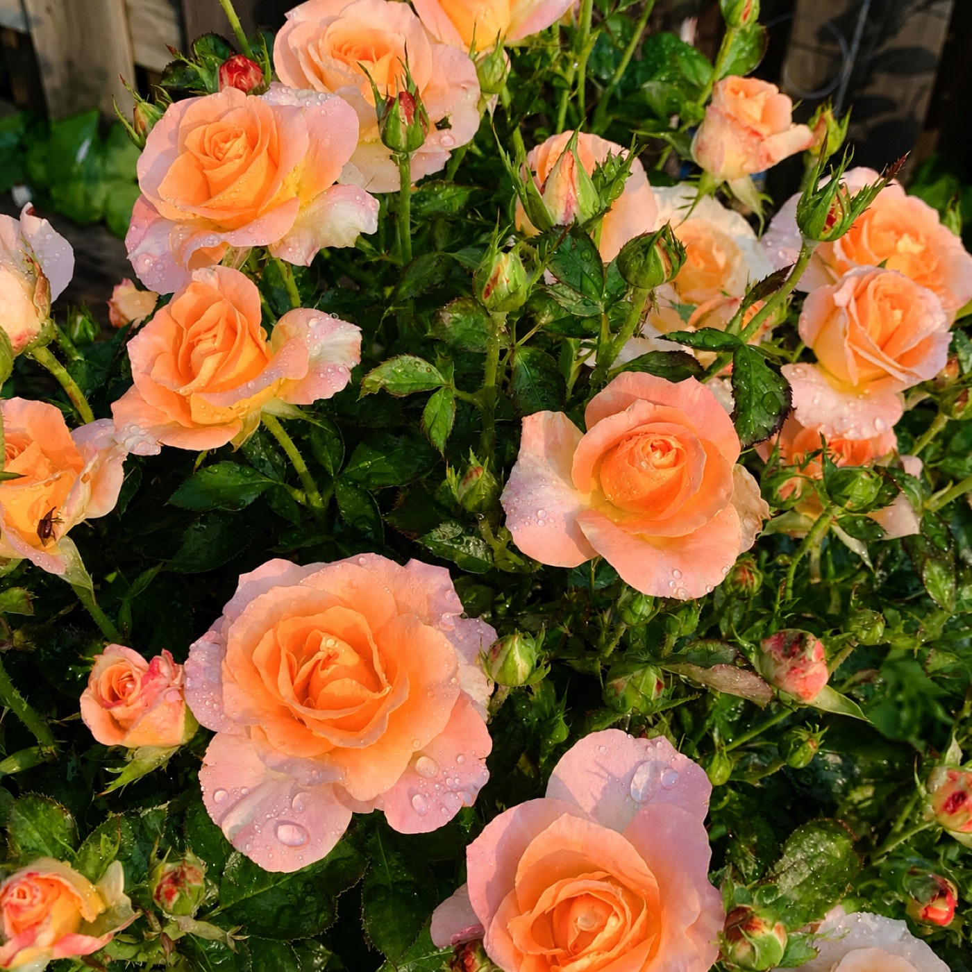 Day Breaker rose