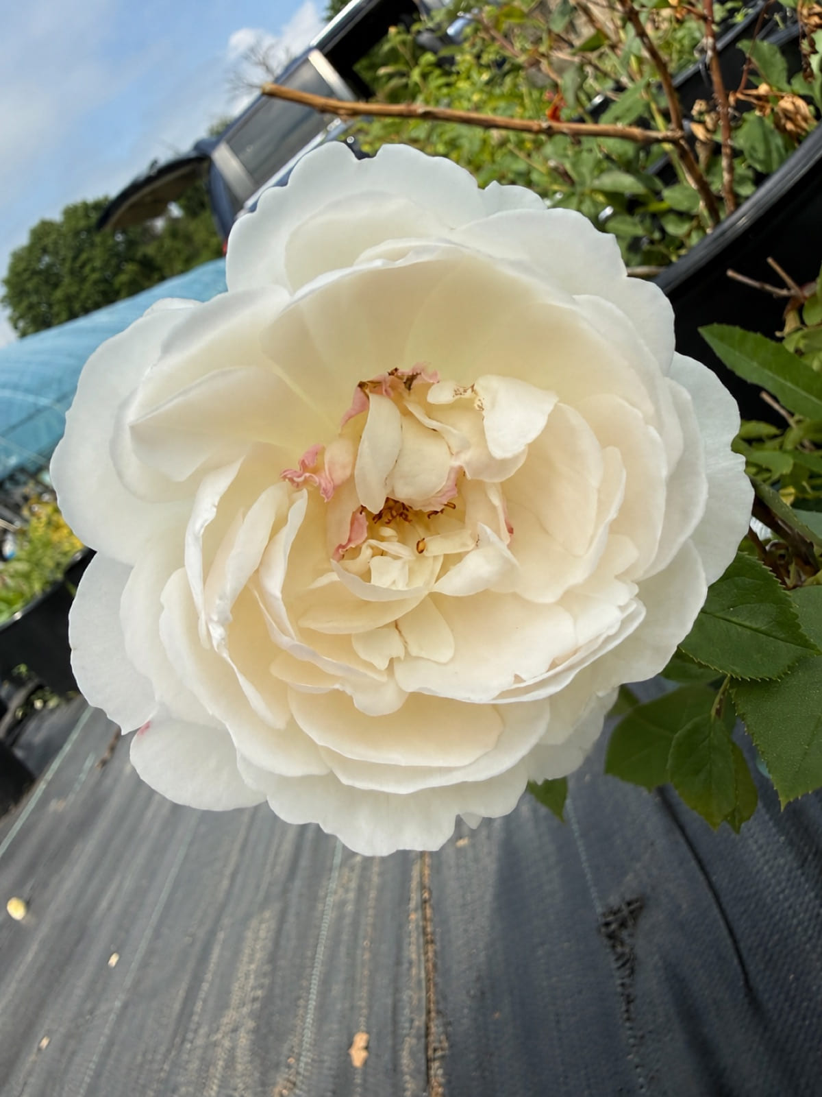 Desdemona rose plant from Rosestyle