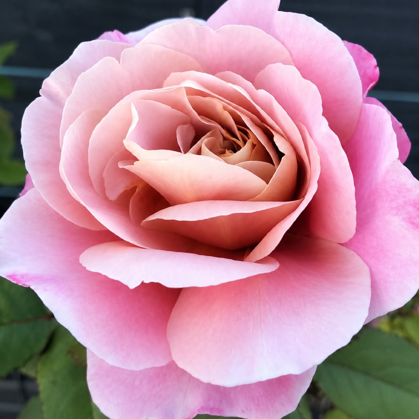 Distant Drums rose