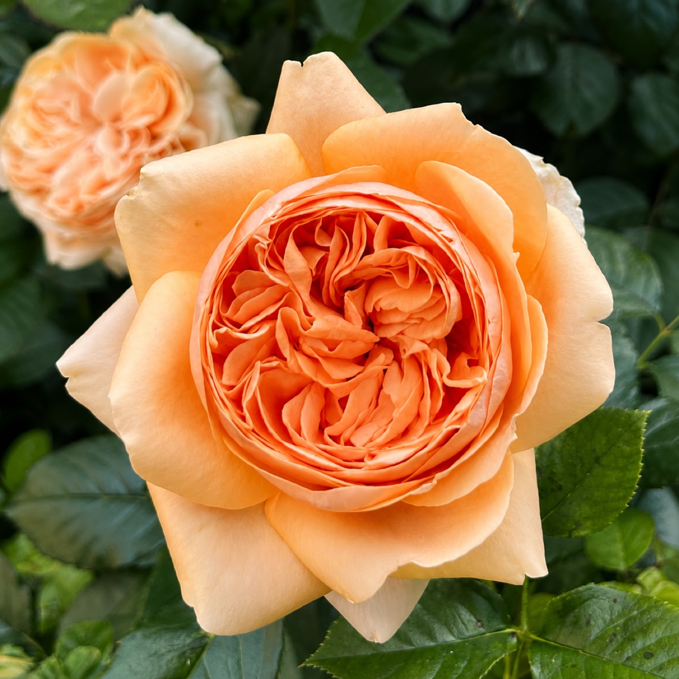 Double Ambre rose