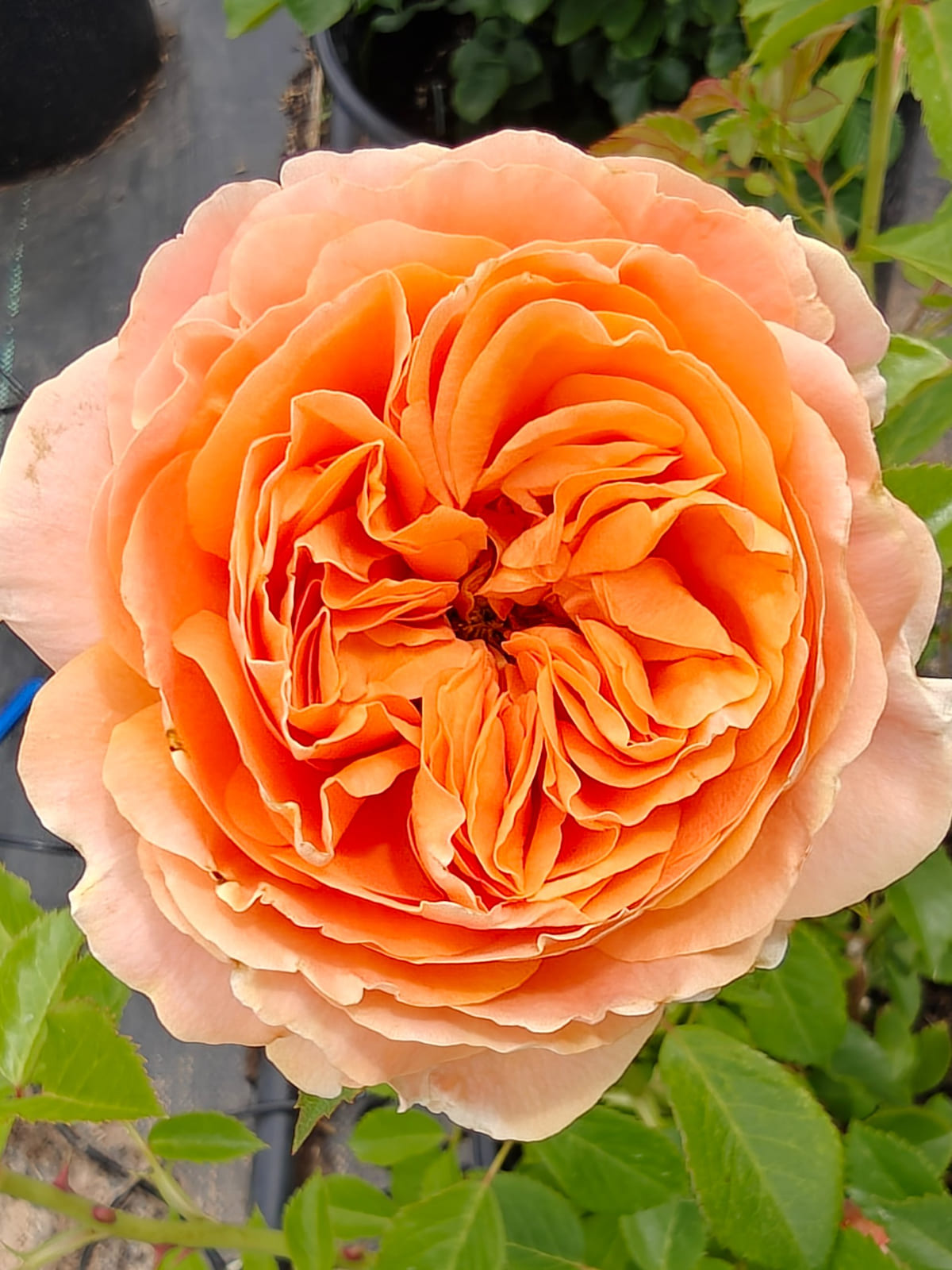 双色琥珀 （小黄瓜） Rosestyle 鲜活玫瑰植株