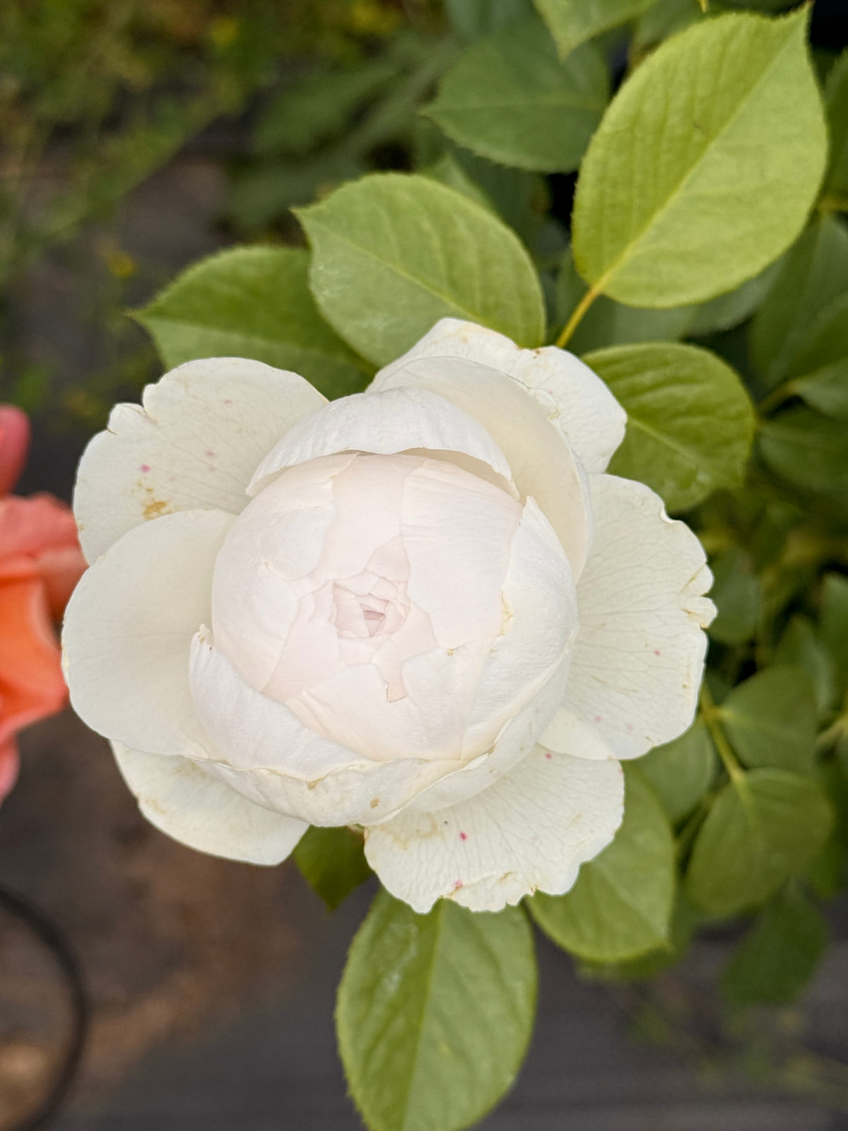 塵世天使 Rosestyle 鲜活玫瑰植株