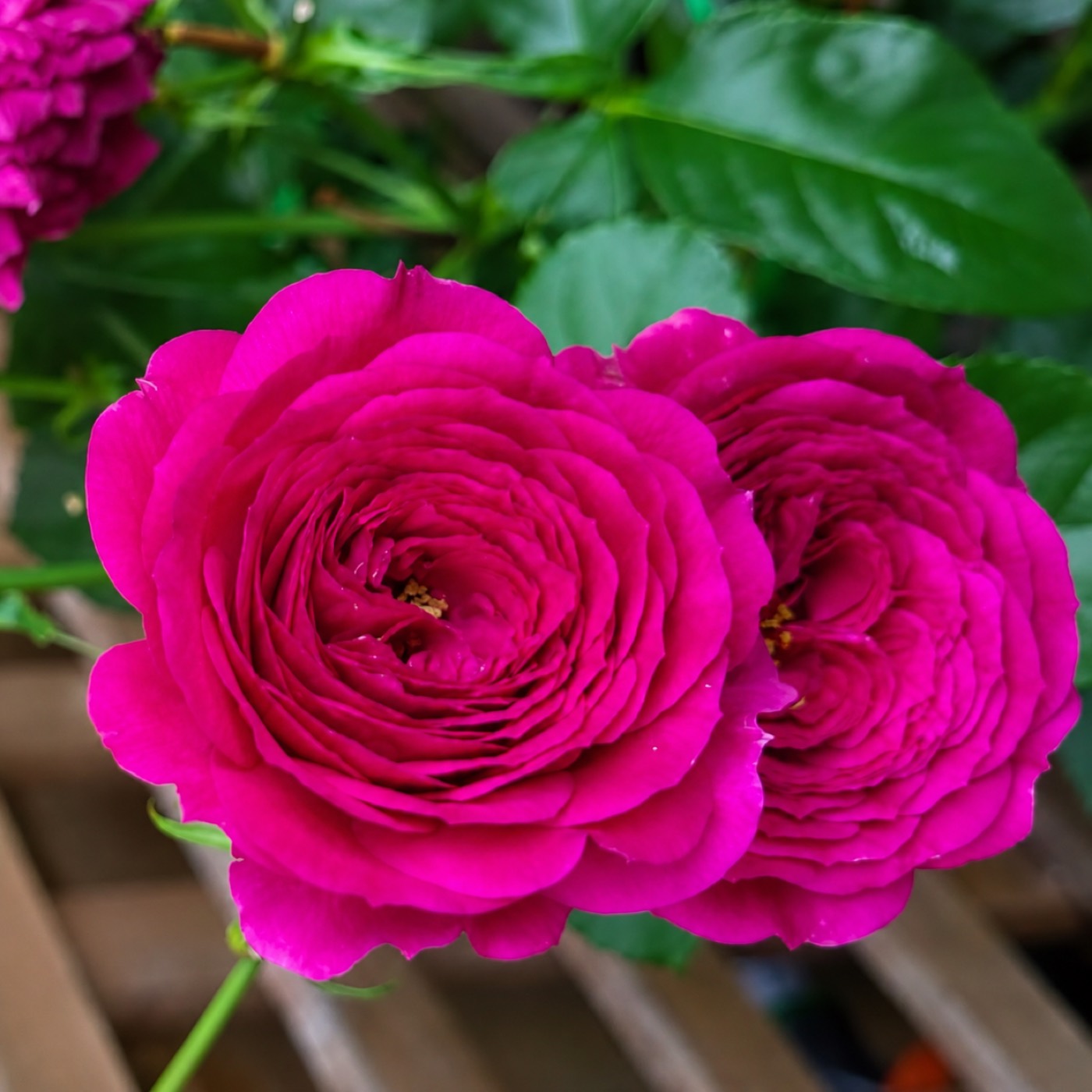 Ebb Tide rose