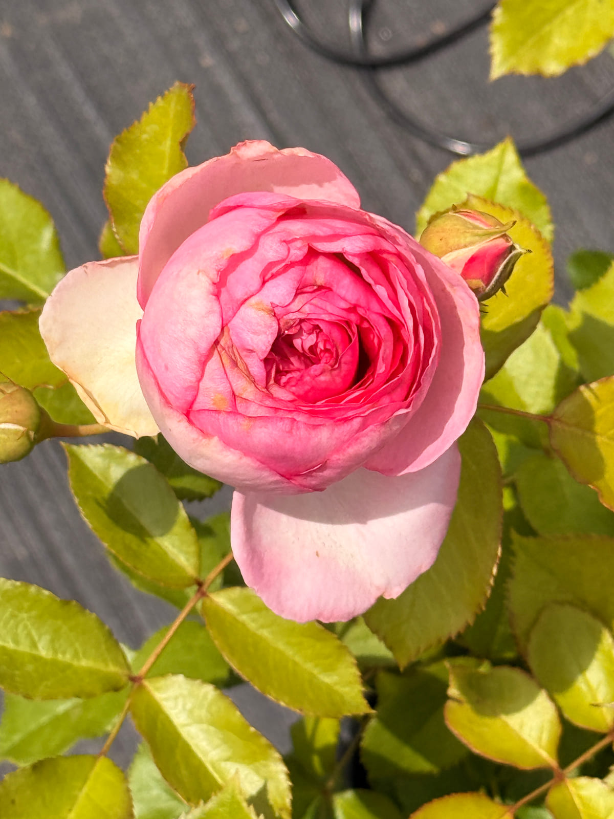 Ebb Tide rose plant from Rosestyle