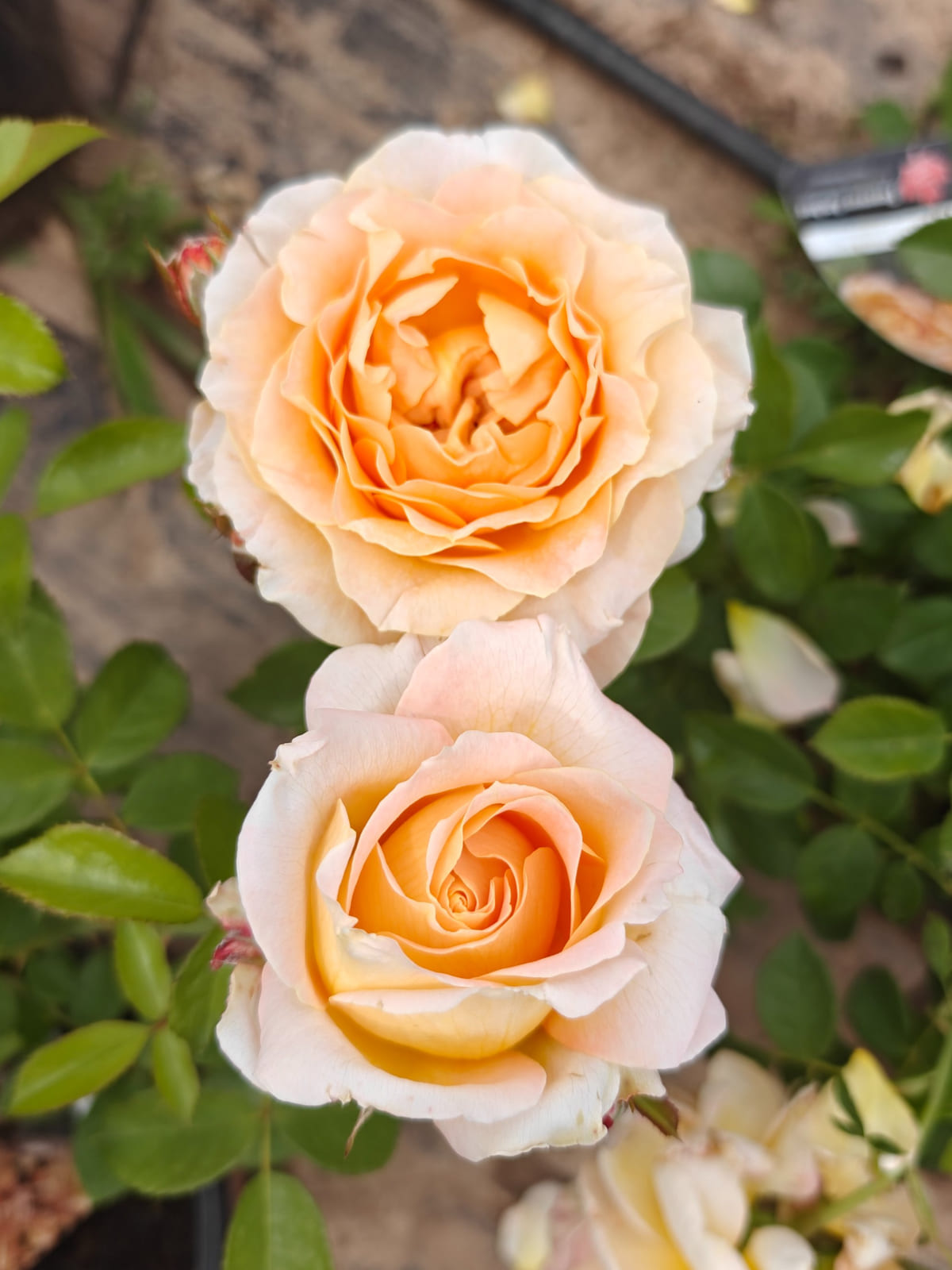 Forever Amber rose plant from Rosestyle