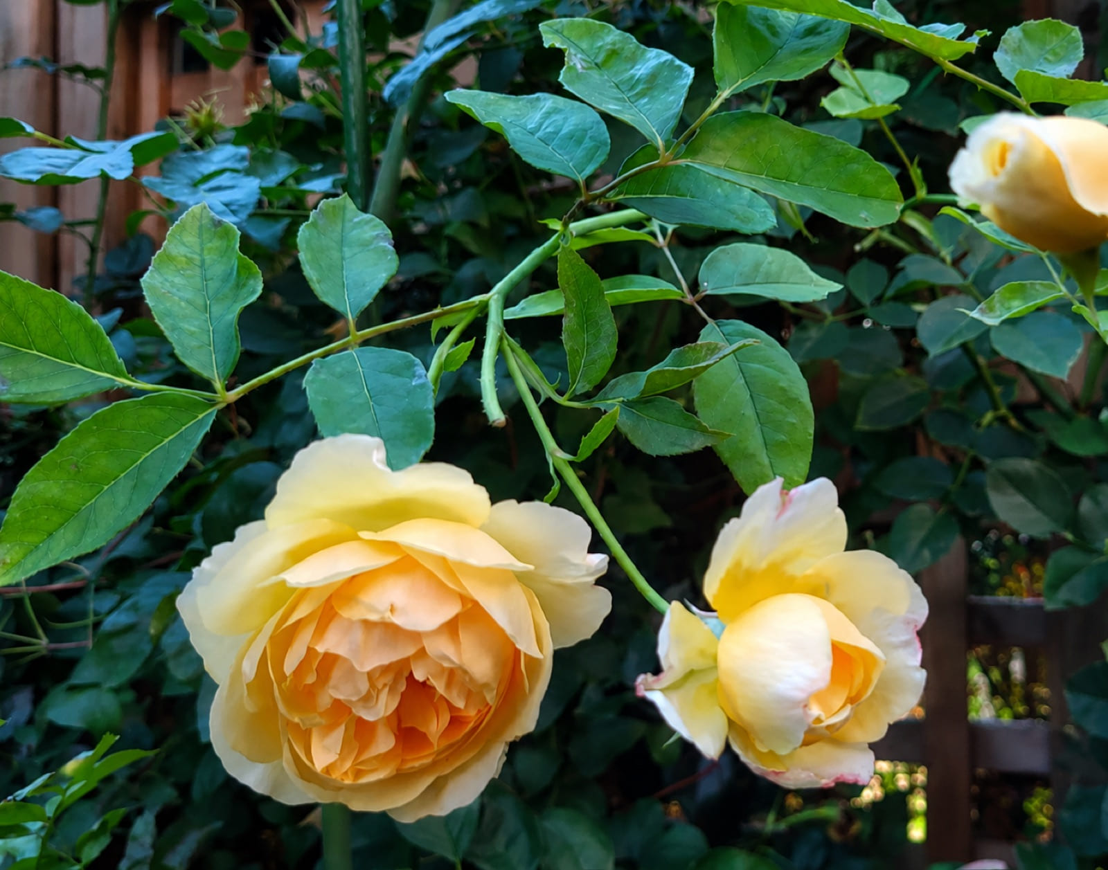 格雷厄姆·托马斯 Rosestyle 鲜活玫瑰植株