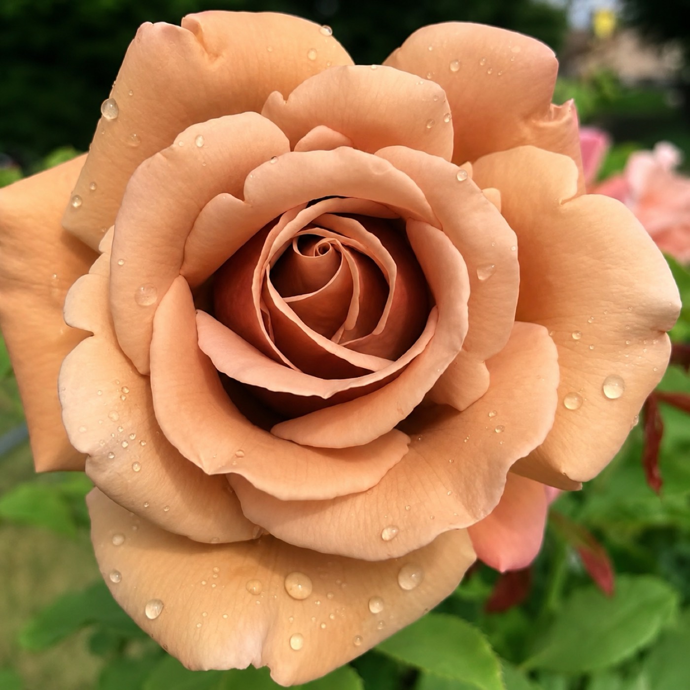 Honey Dijon rose