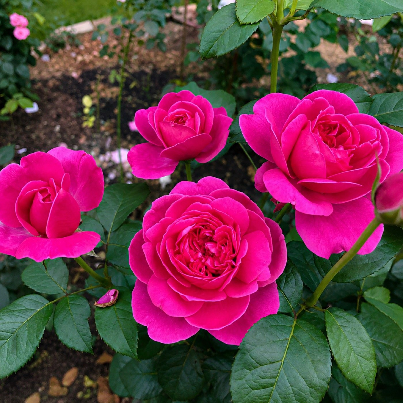 James L Austin rose