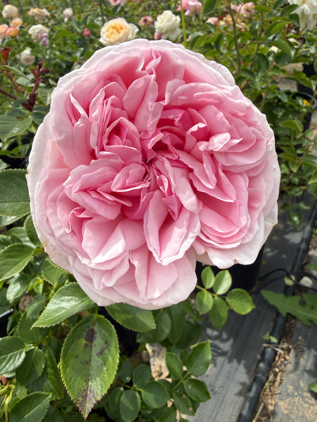 高级定制花园 Rosestyle 鲜活玫瑰植株