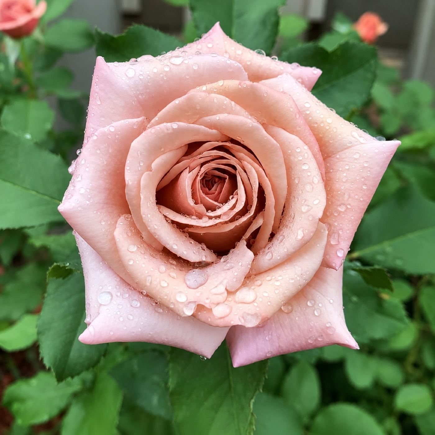 Koko Loko rose