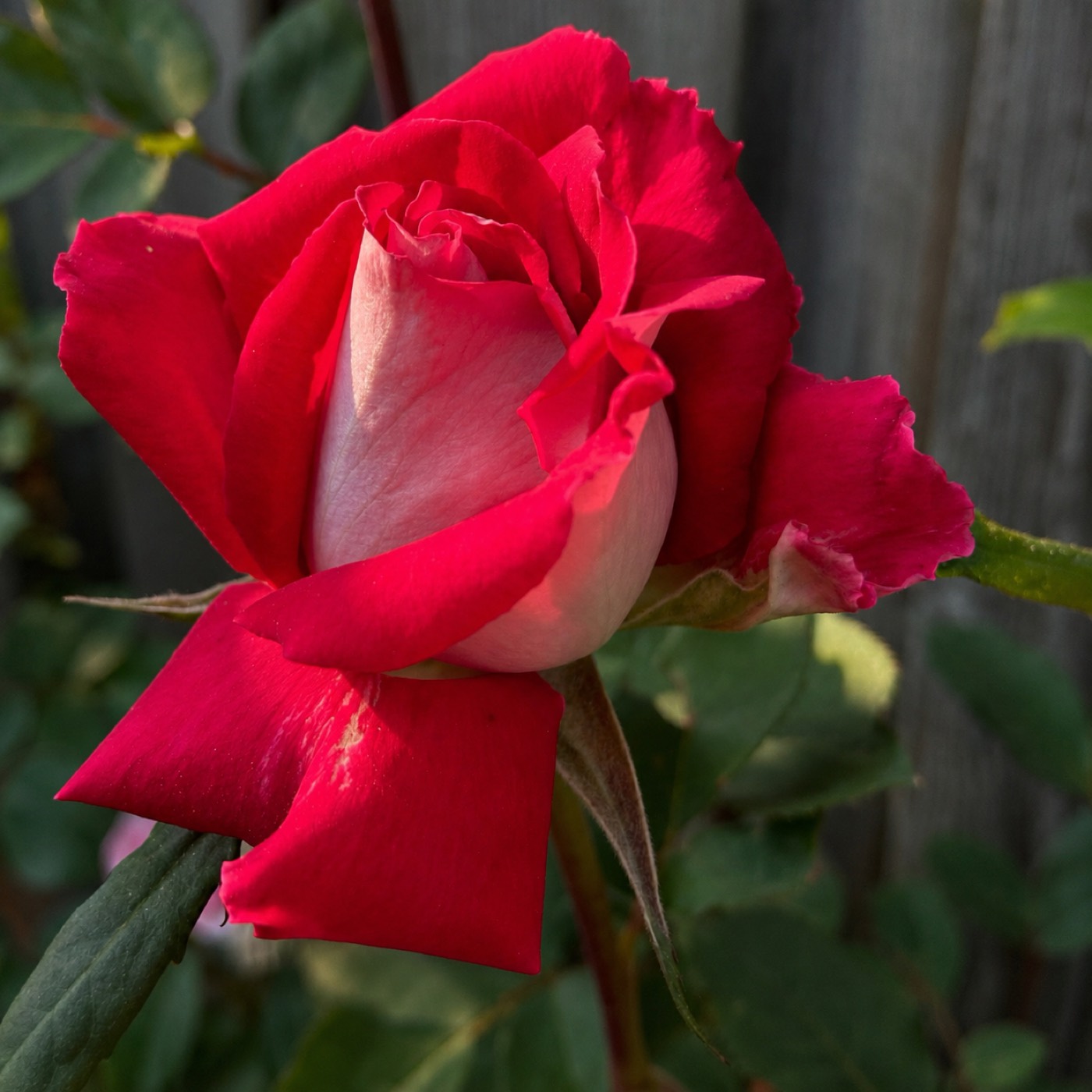 Love rose