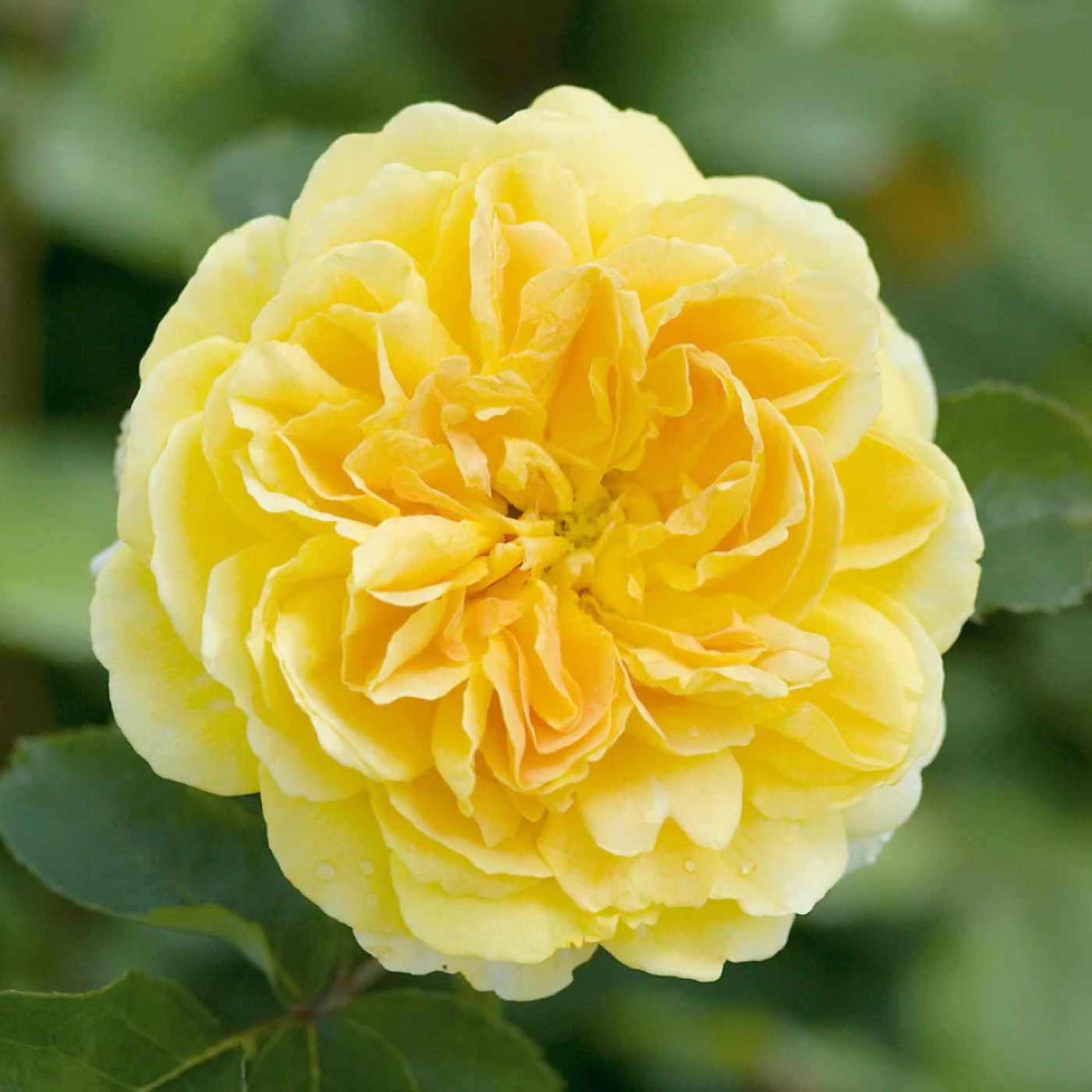 Molineux rose