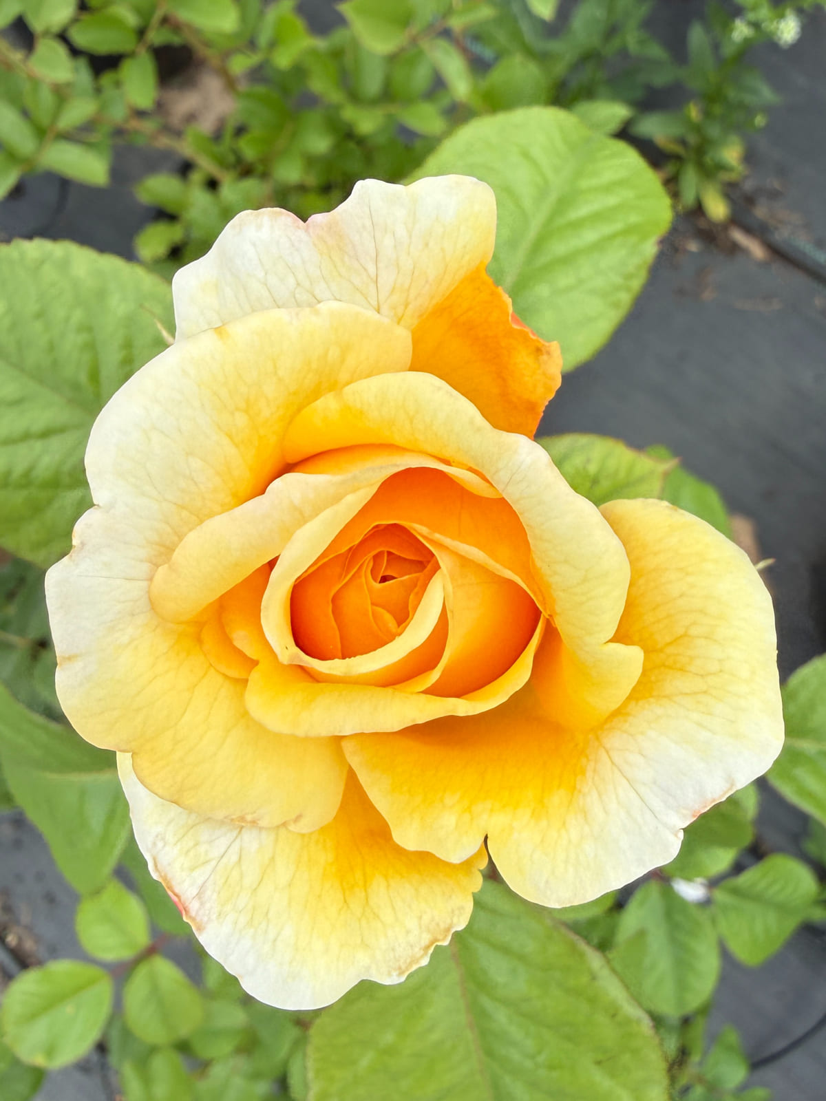 月光浪漫 Rosestyle 鲜活玫瑰植株