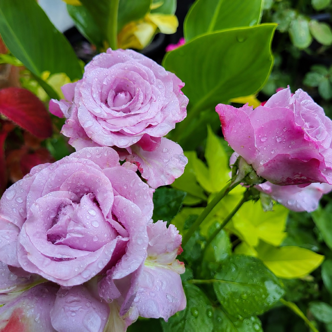 Neptune rose