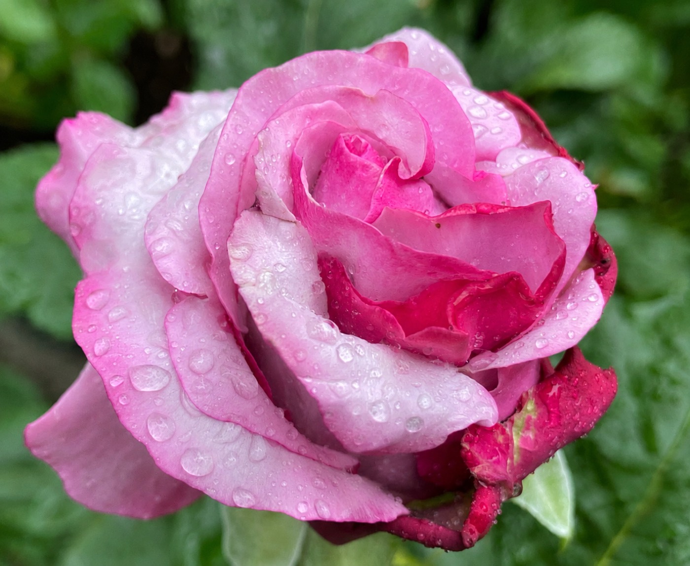 Neptune rose alternate view