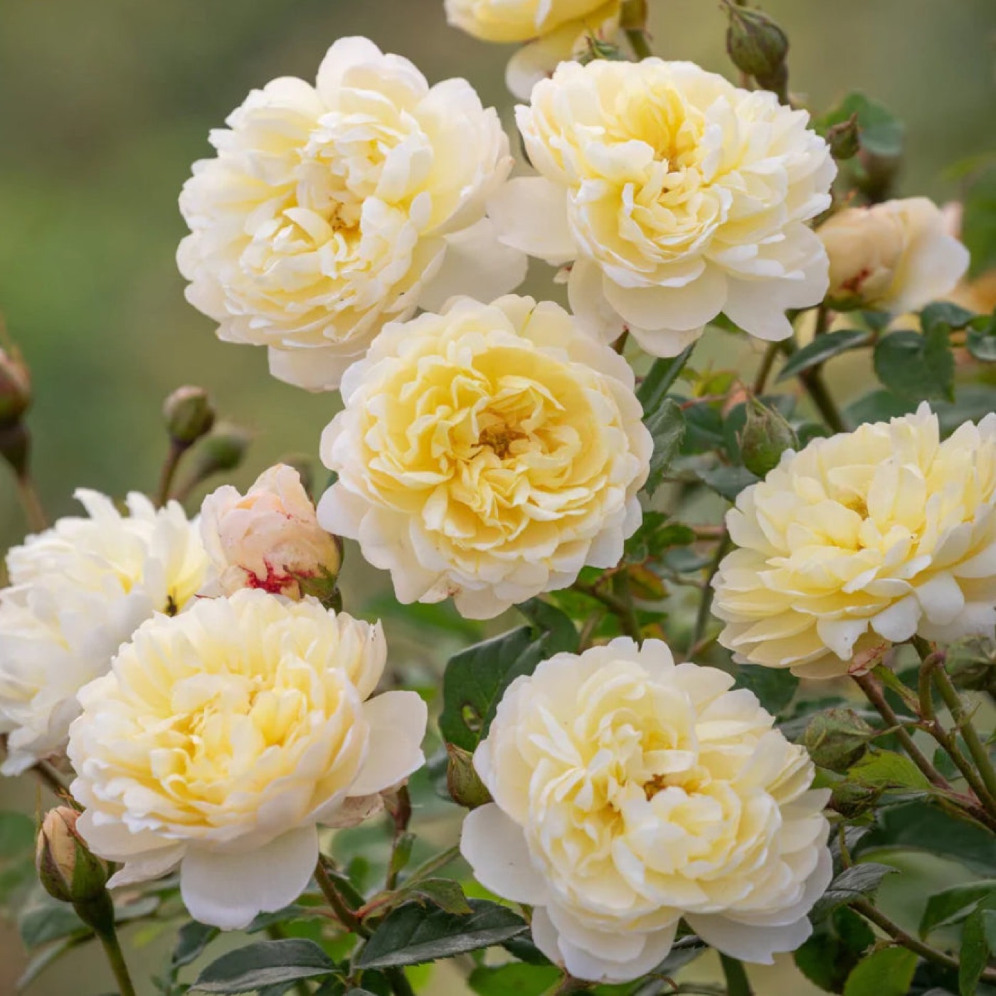 Nye Bevan rose