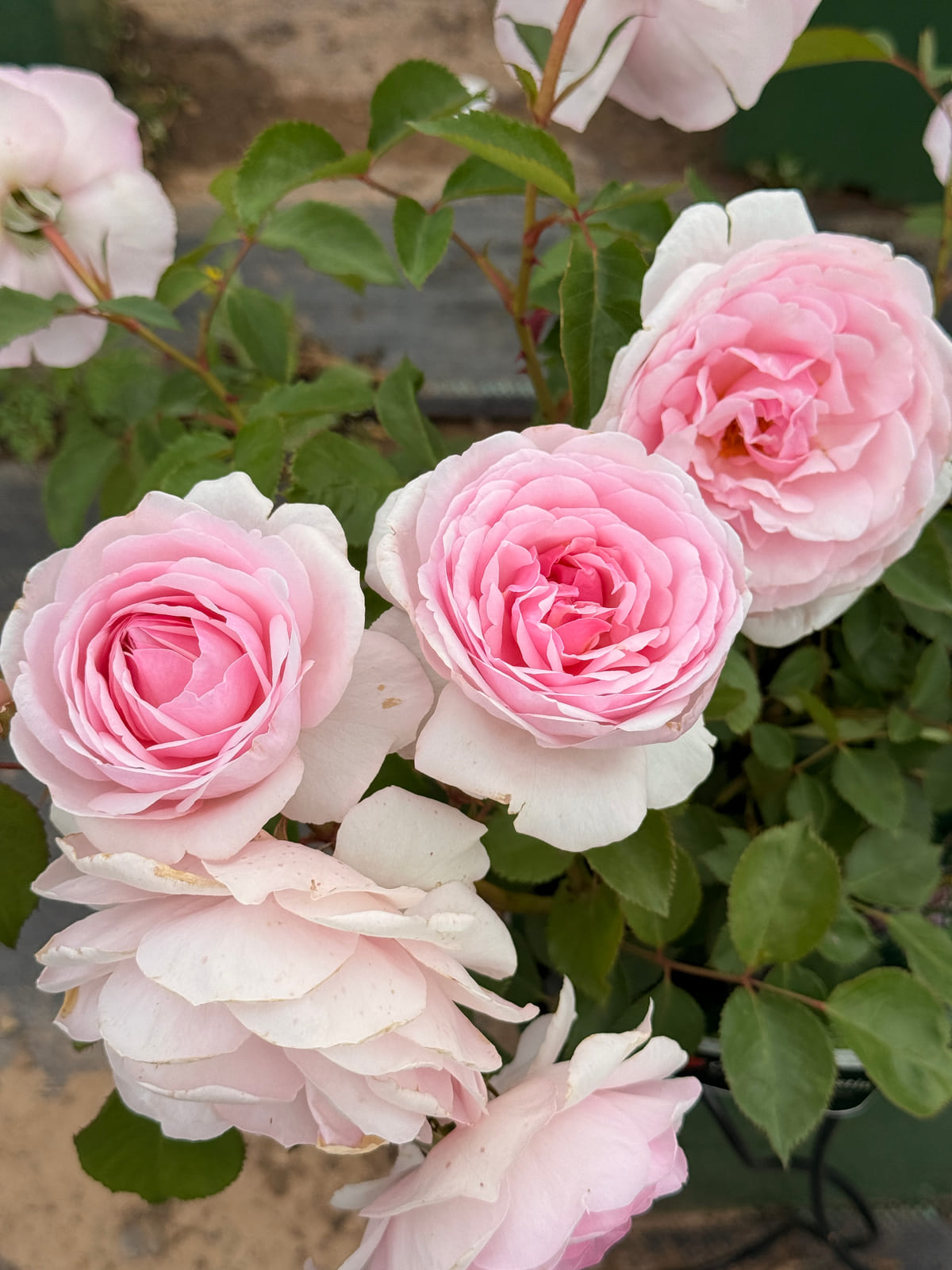 奥利维亚·罗斯·奥斯汀 rose